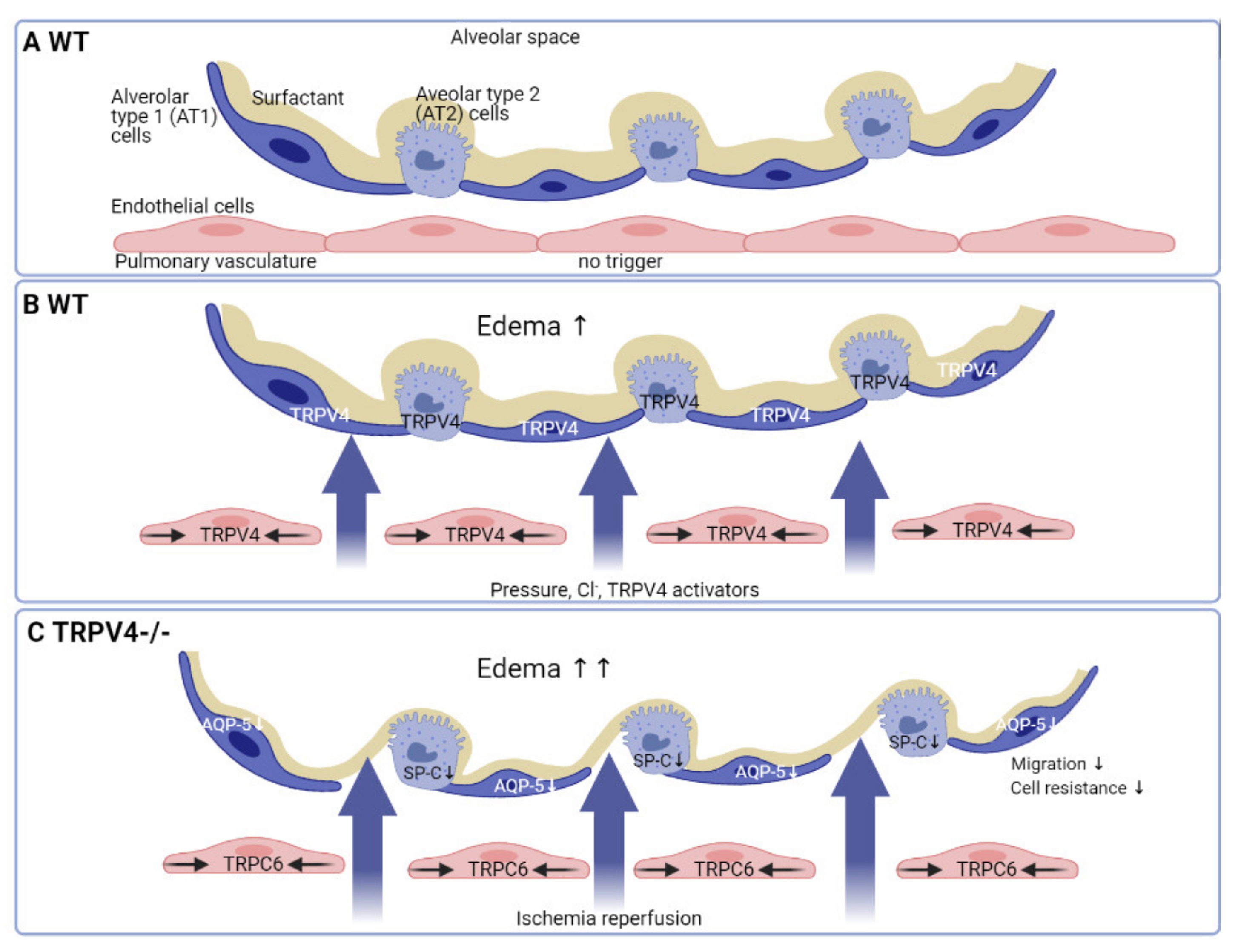 Cells 10 00822 g004 Cells 10 00822 g004
