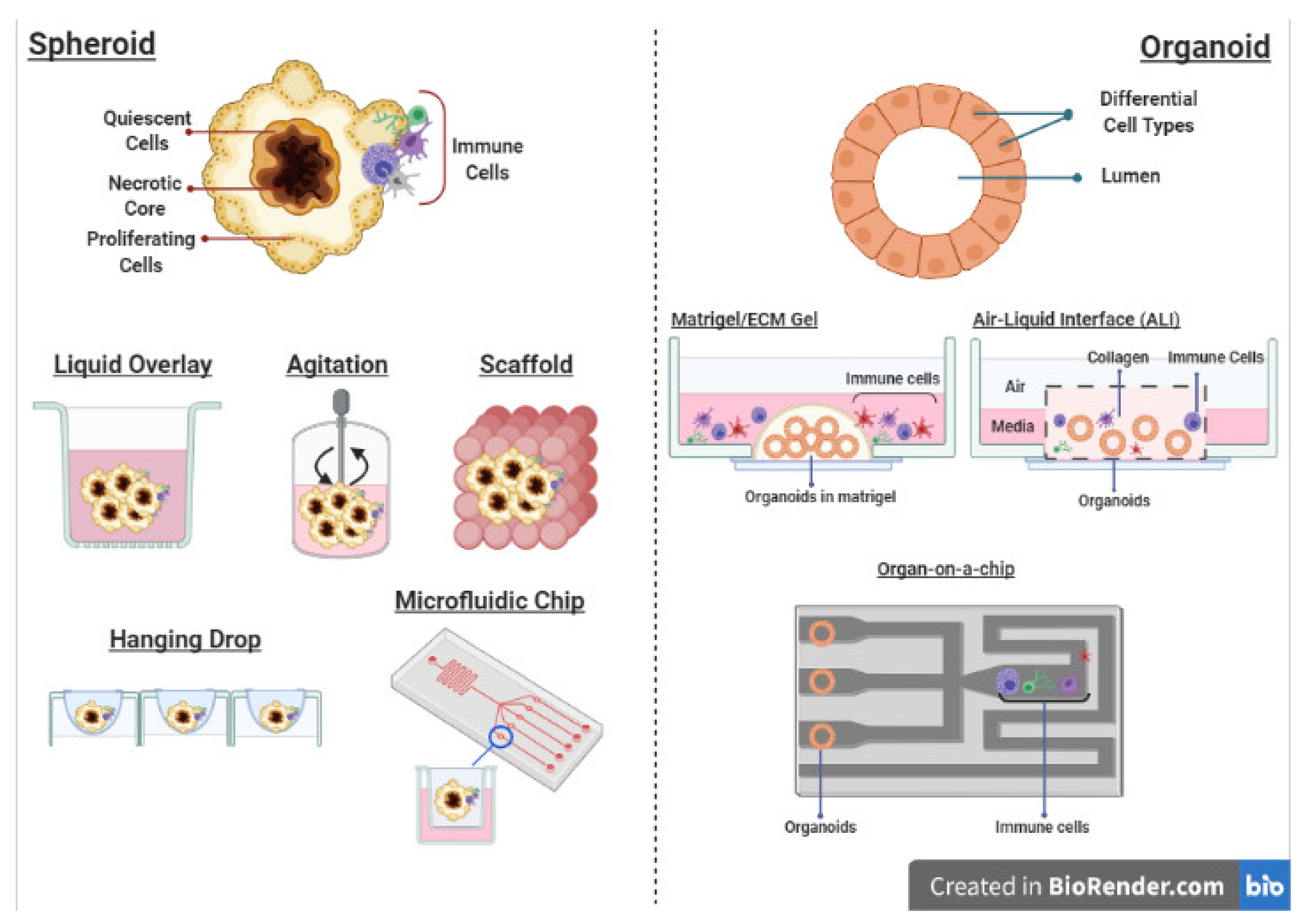 Cells 10 00831 g004 Cells 10 00831 g004