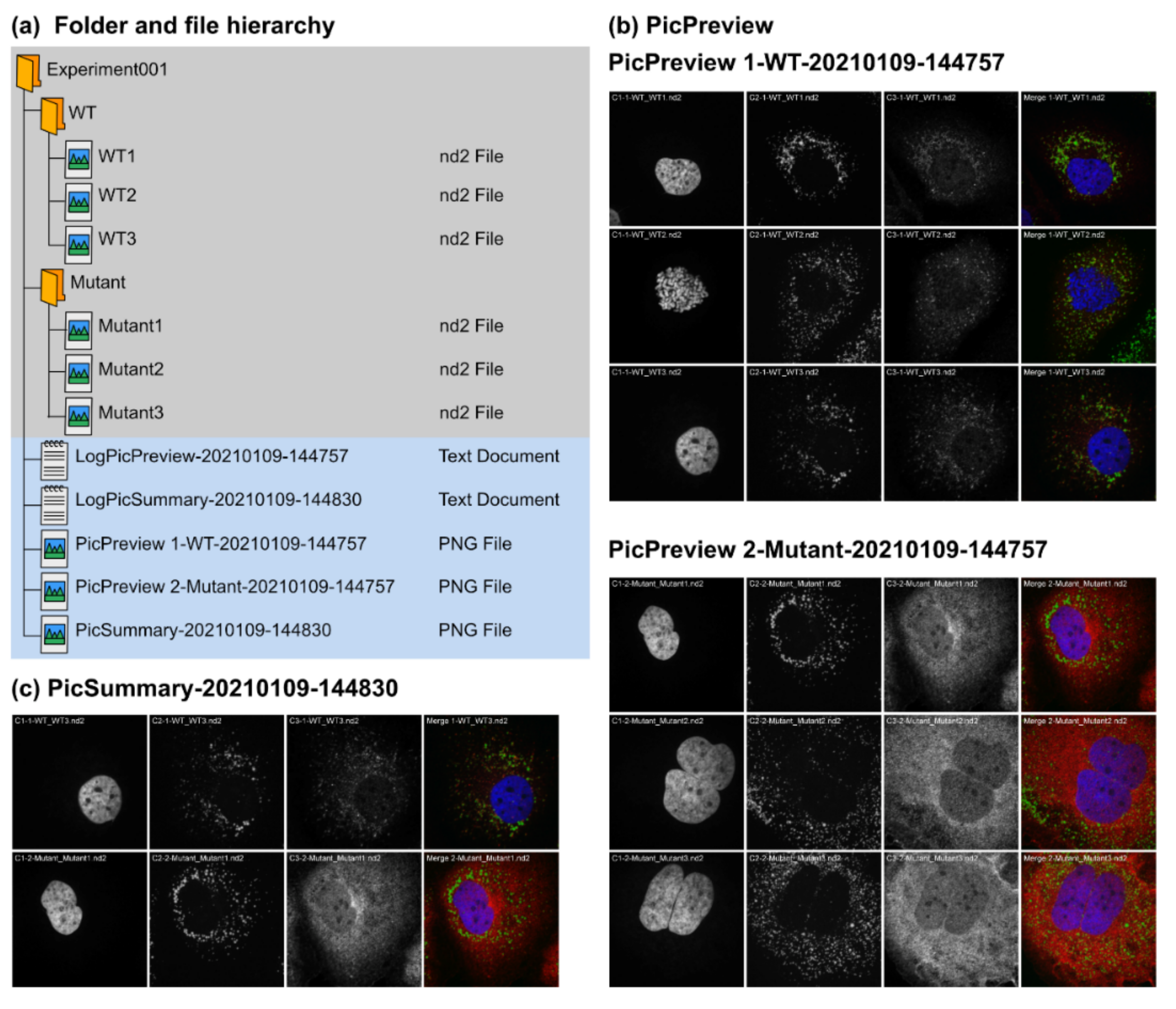 Cells 10 00846 g002a Cells 10 00846 g002a