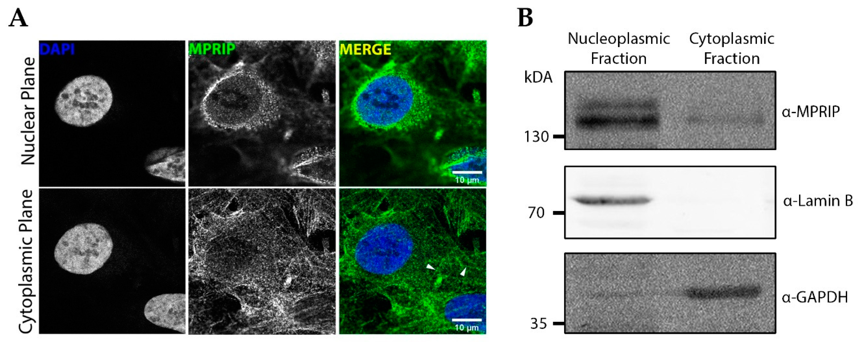 Cells 10 00848 g001 Cells 10 00848 g001
