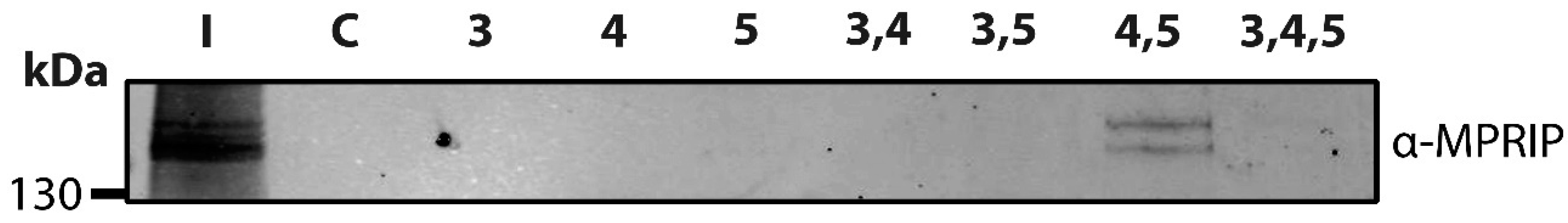 Cells 10 00848 g002 Cells 10 00848 g002