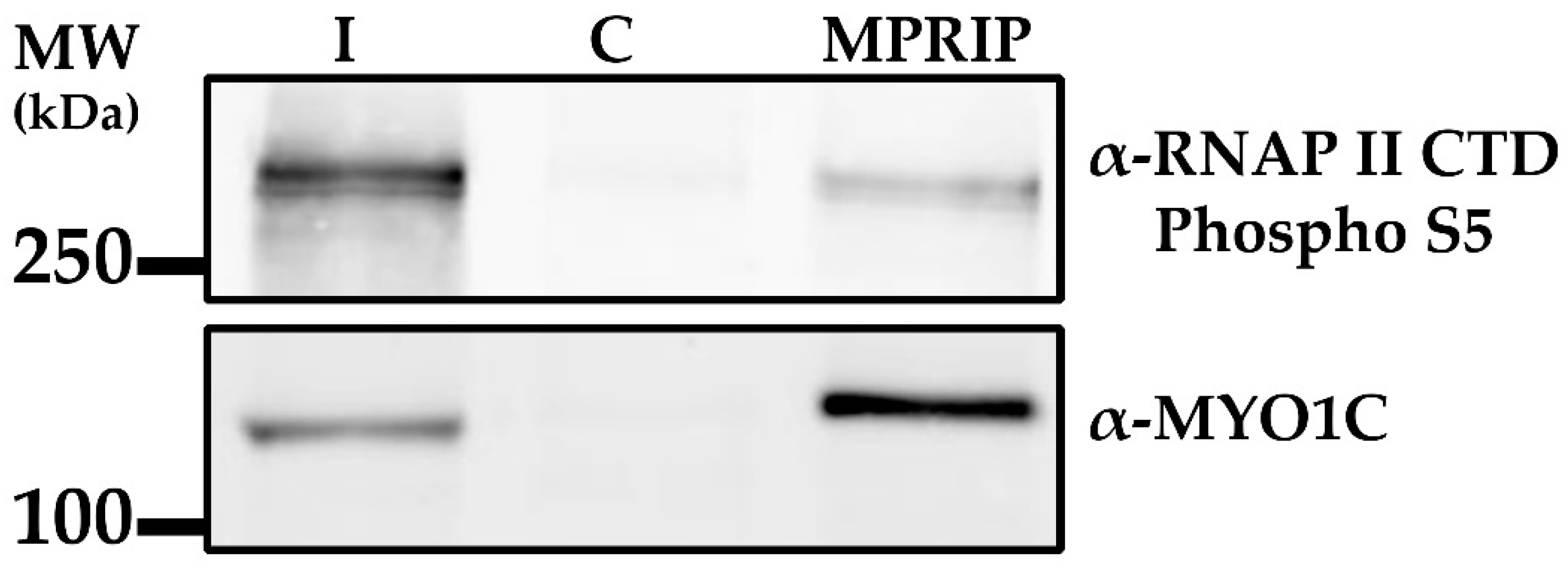 Cells 10 00848 g004 Cells 10 00848 g004