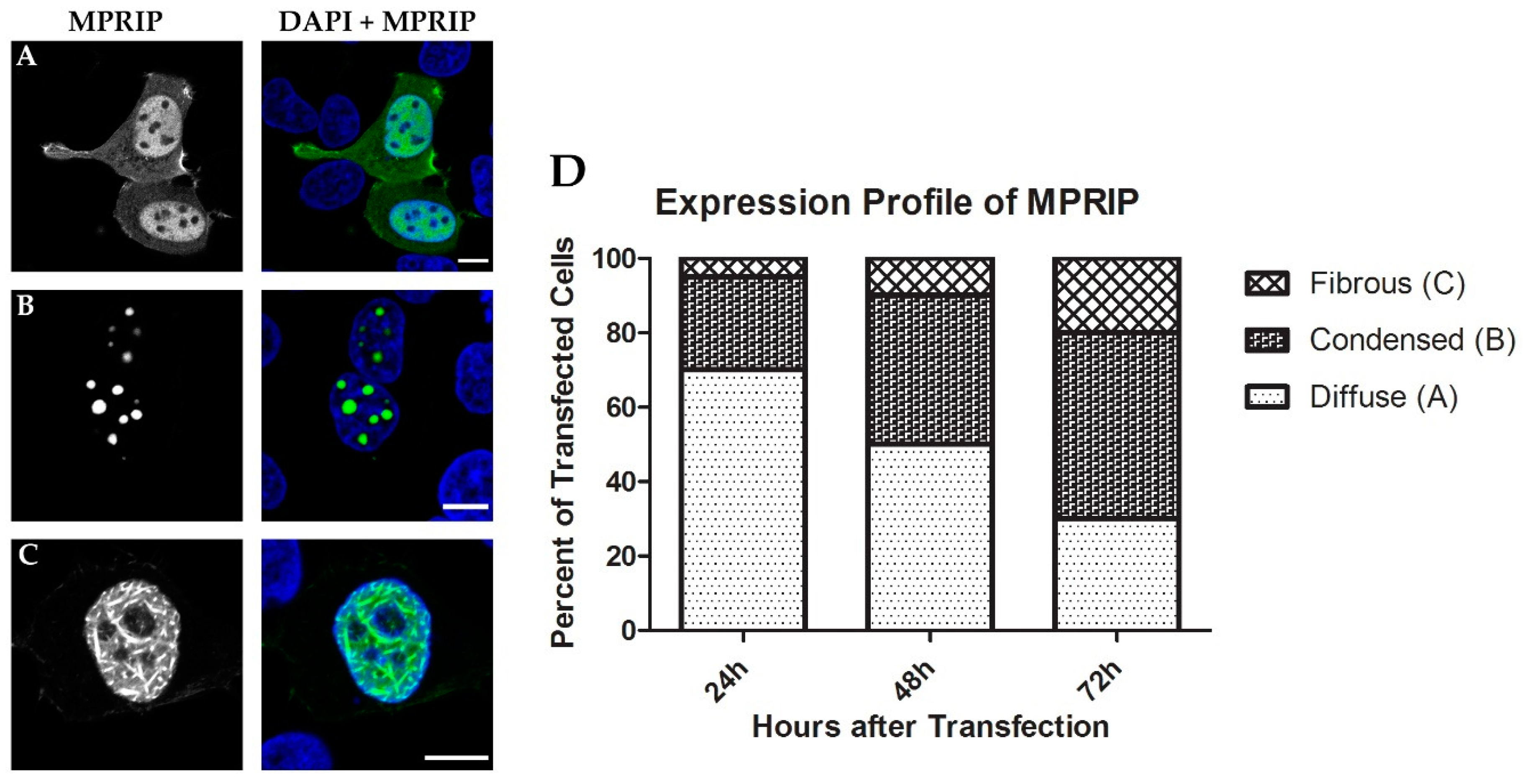 Cells 10 00848 g005 Cells 10 00848 g005