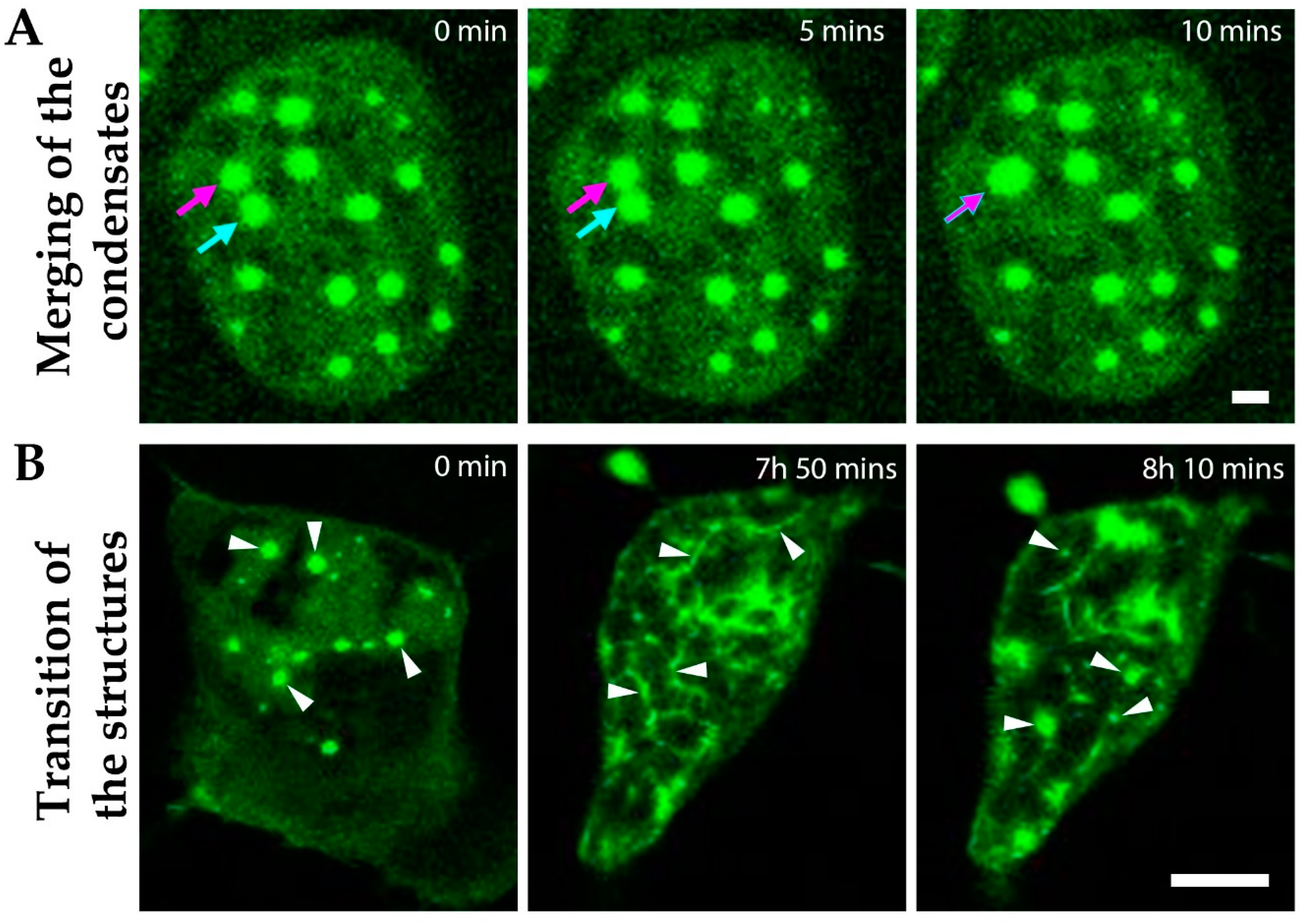 Cells 10 00848 g007 Cells 10 00848 g007
