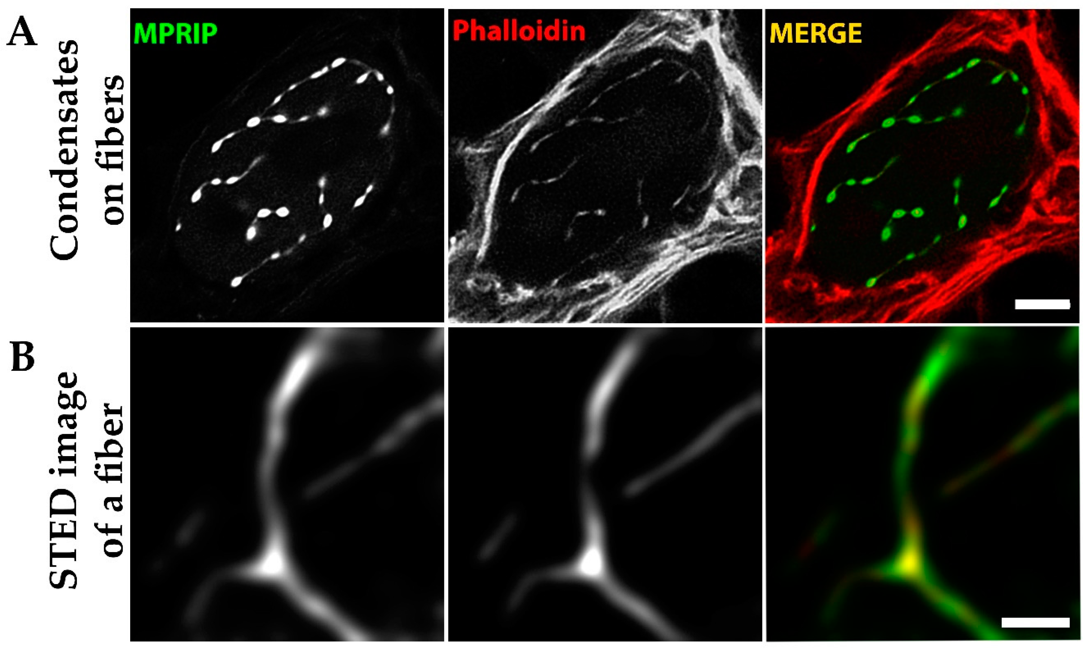 Cells 10 00848 g009 Cells 10 00848 g009