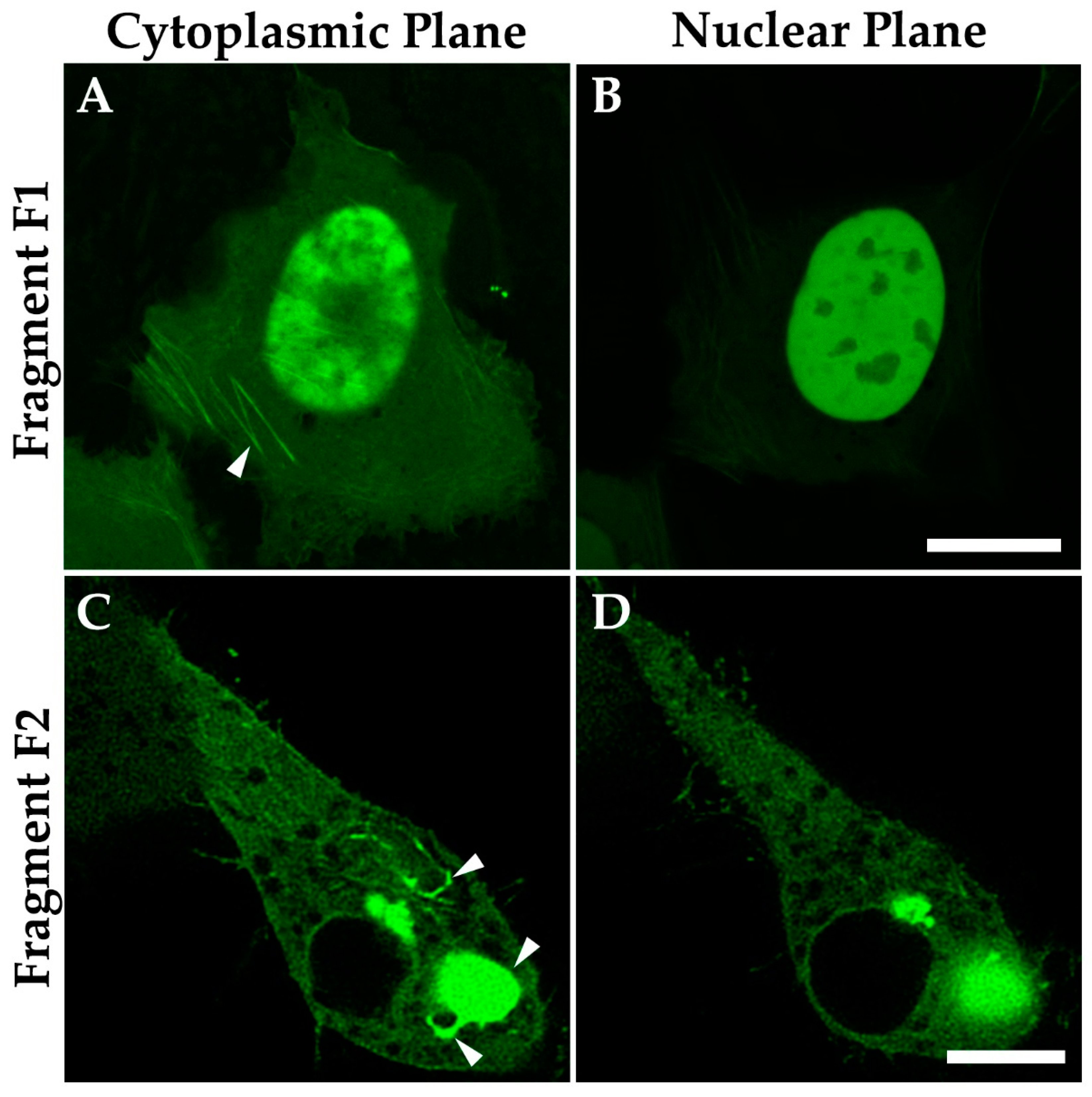Cells 10 00848 g010 Cells 10 00848 g010