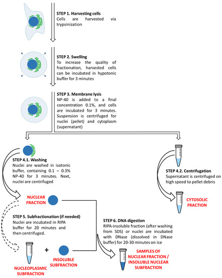 Simple and Efficient Protocol for Subcellular Fractionation of Normal ...
