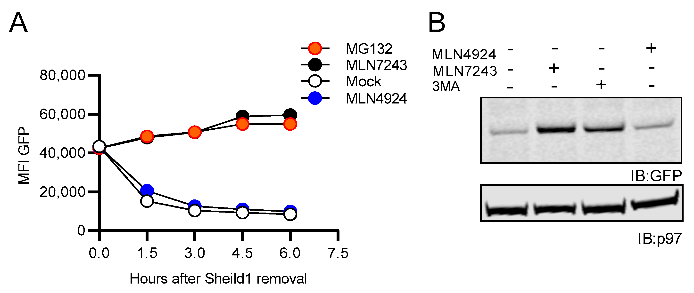 Cells 10 00854 g008 Cells 10 00854 g008