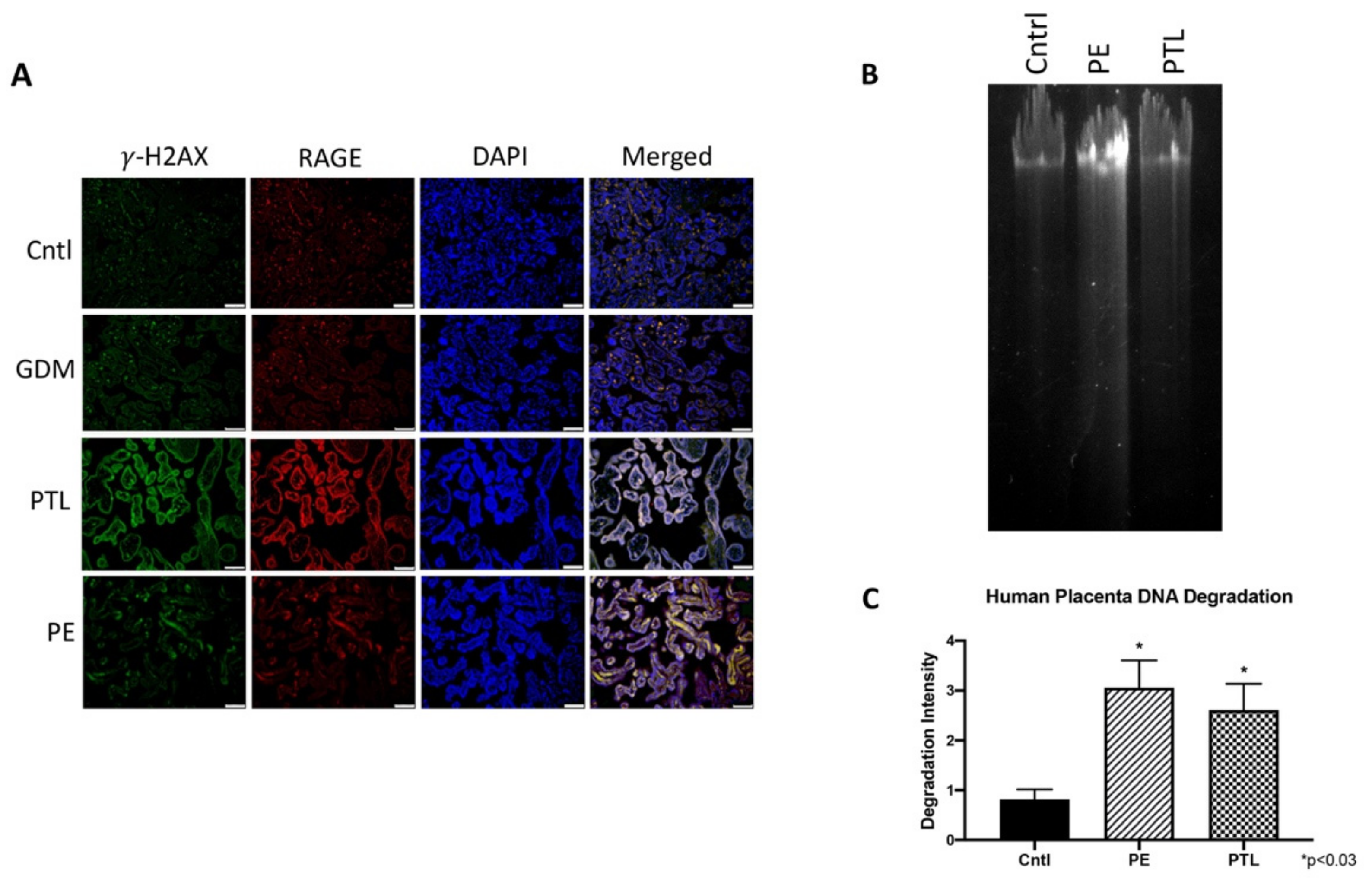 Cells 10 00857 g001 Cells 10 00857 g001