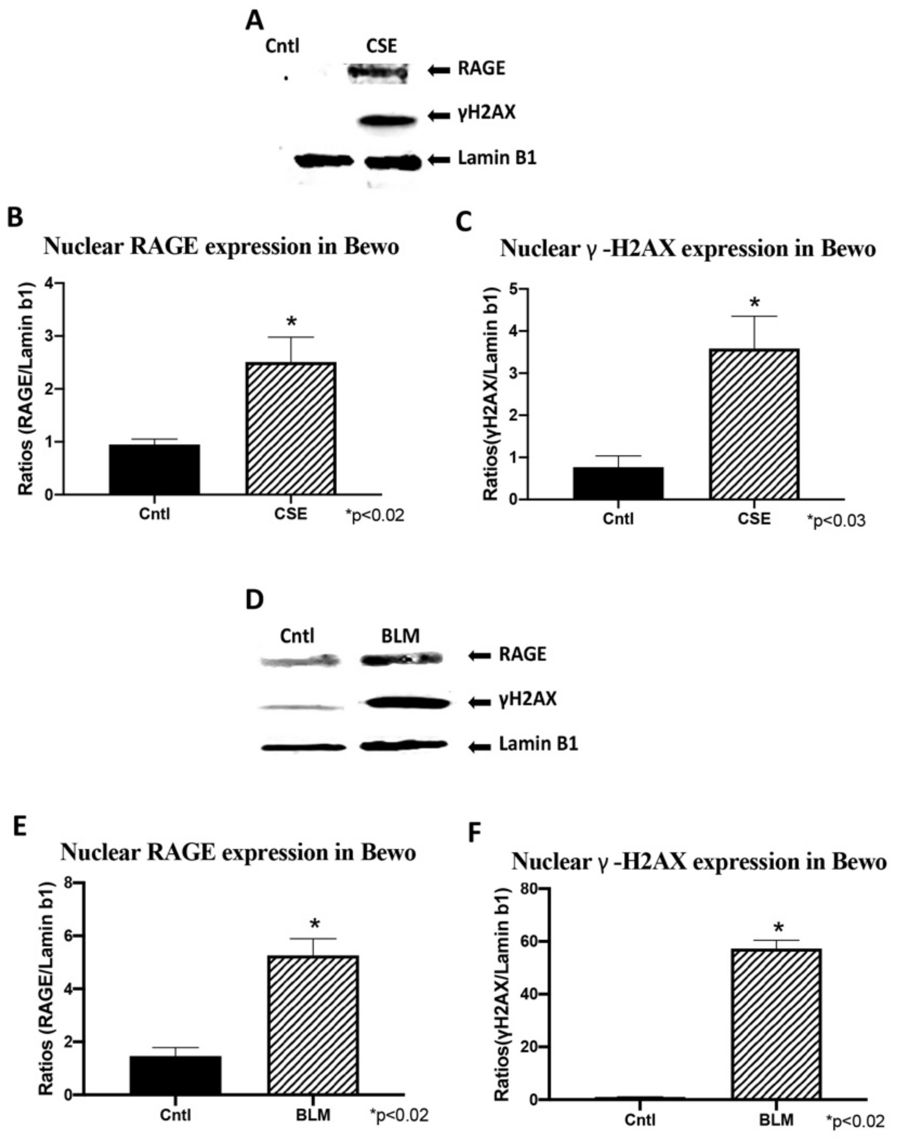 Cells 10 00857 g007 Cells 10 00857 g007