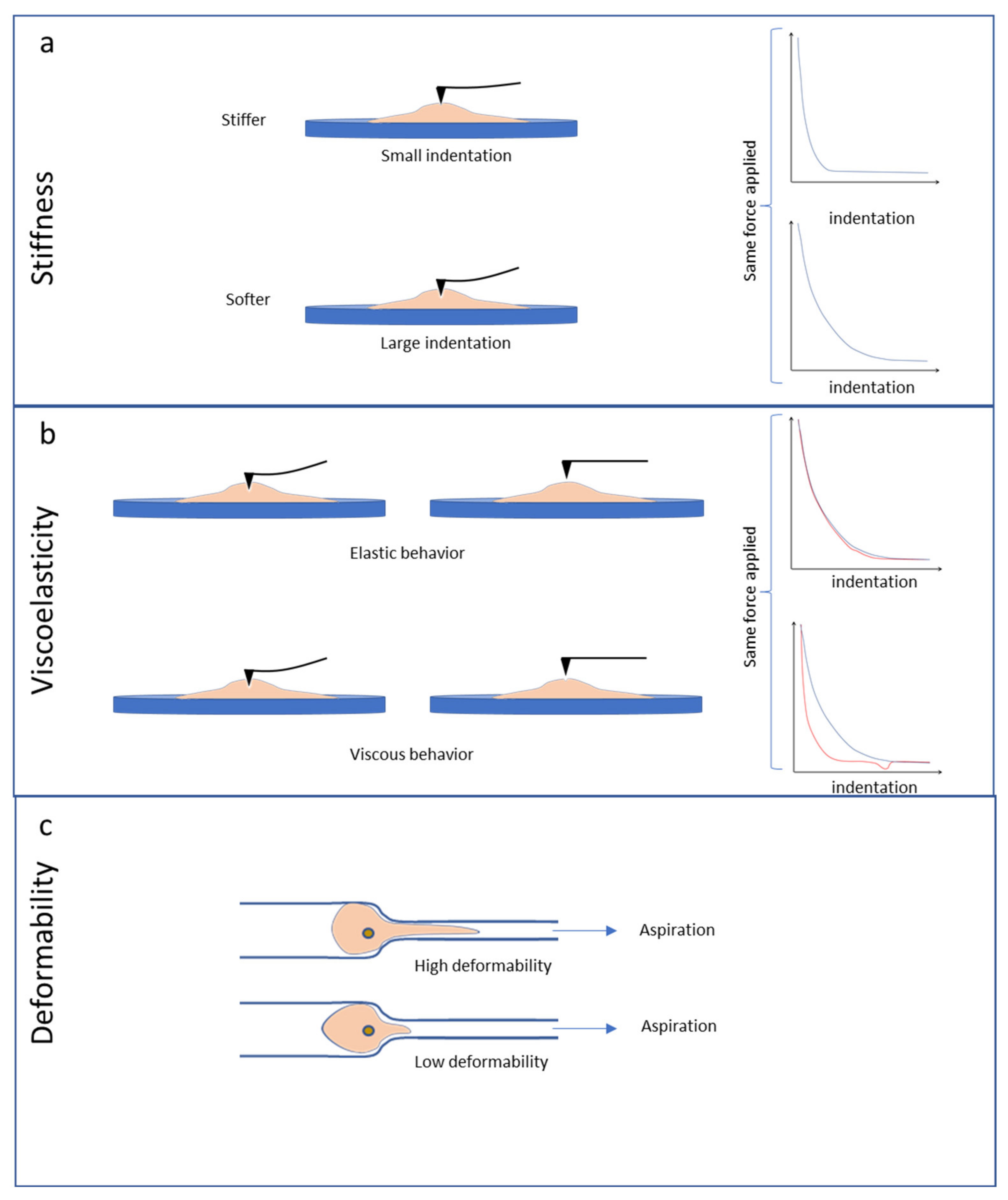 Cells 10 00887 g002 Cells 10 00887 g002