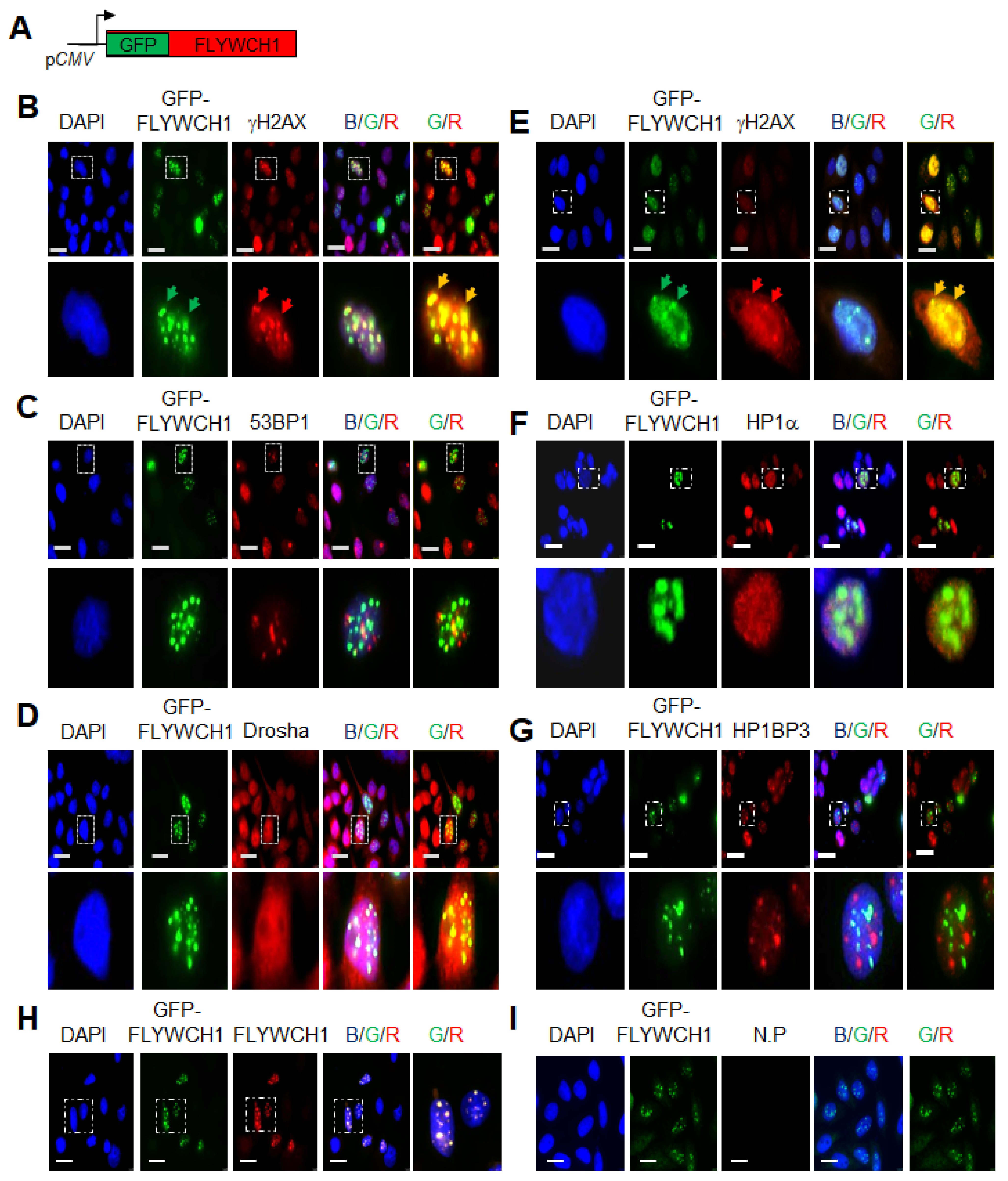 Cells 10 00889 g001 Cells 10 00889 g001