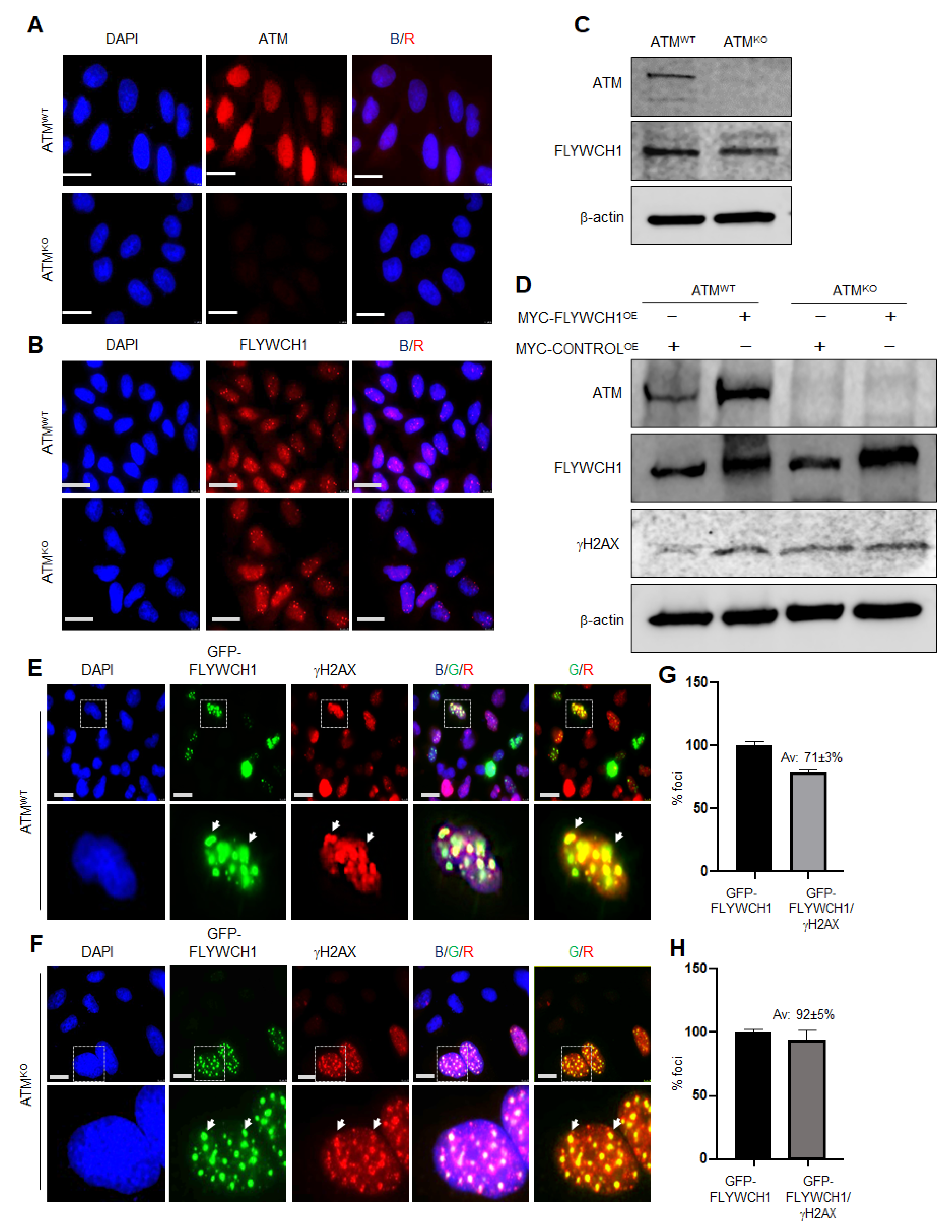 Cells 10 00889 g003 Cells 10 00889 g003