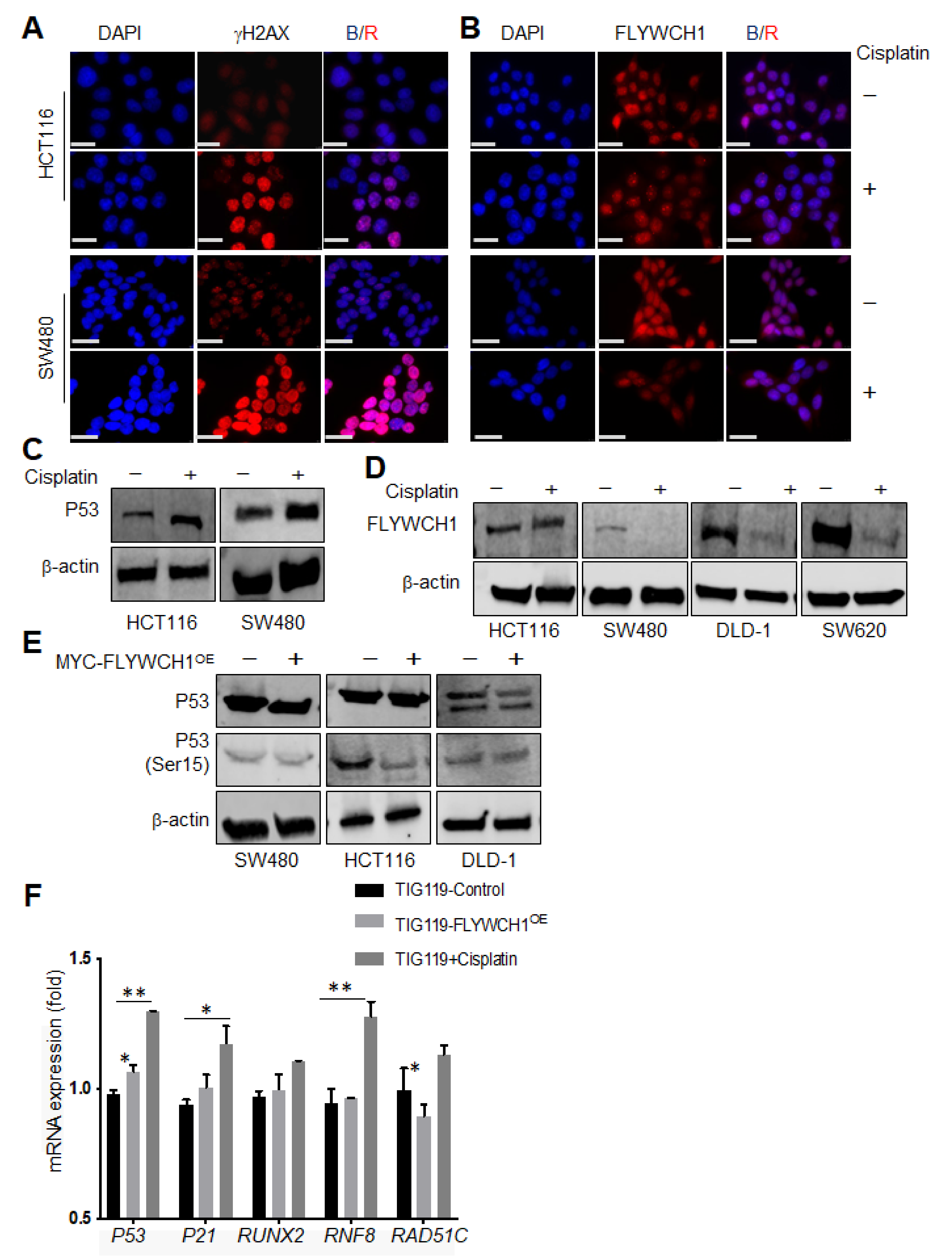 Cells 10 00889 g004 Cells 10 00889 g004