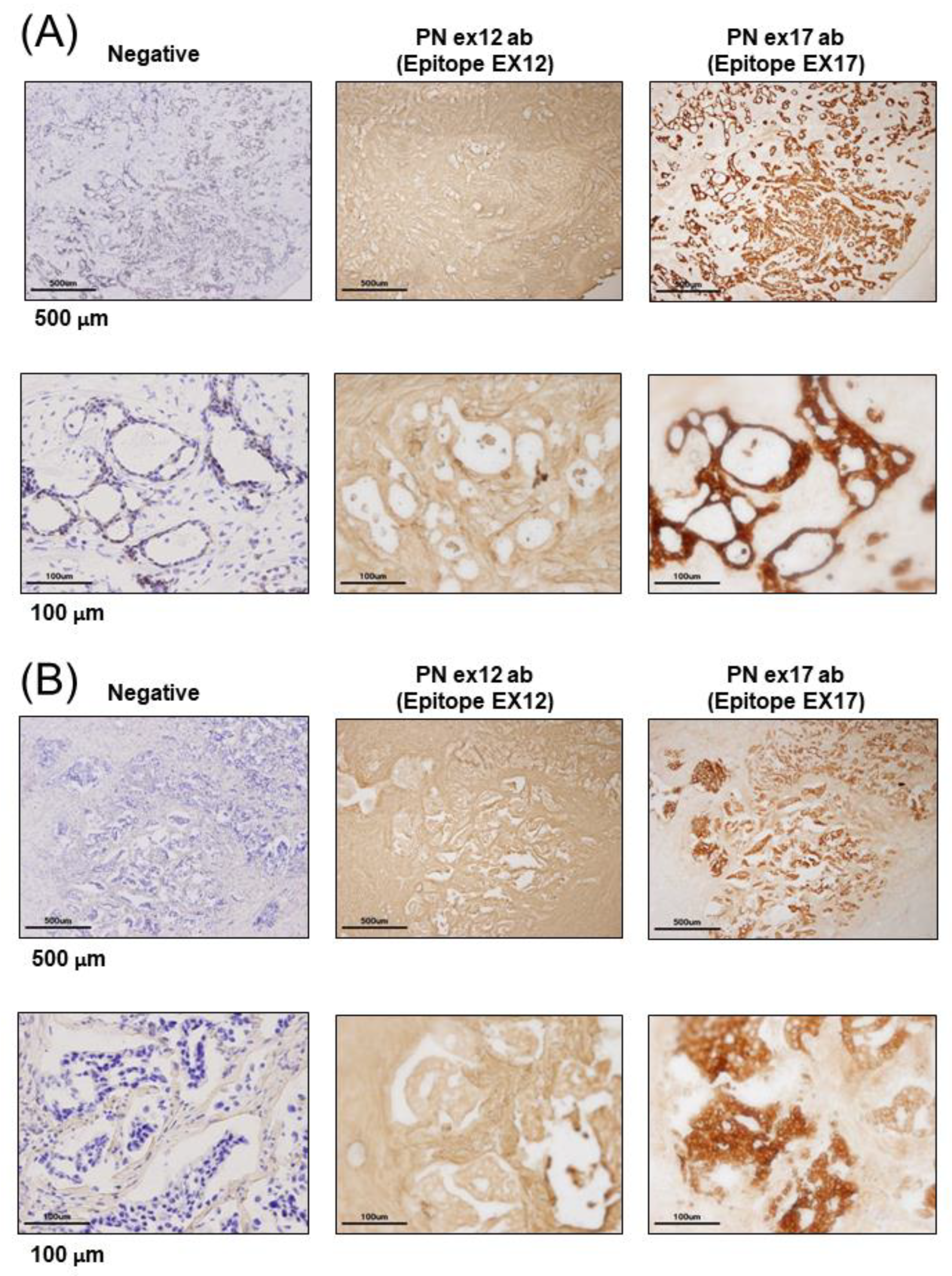 Cells 10 00892 g001a