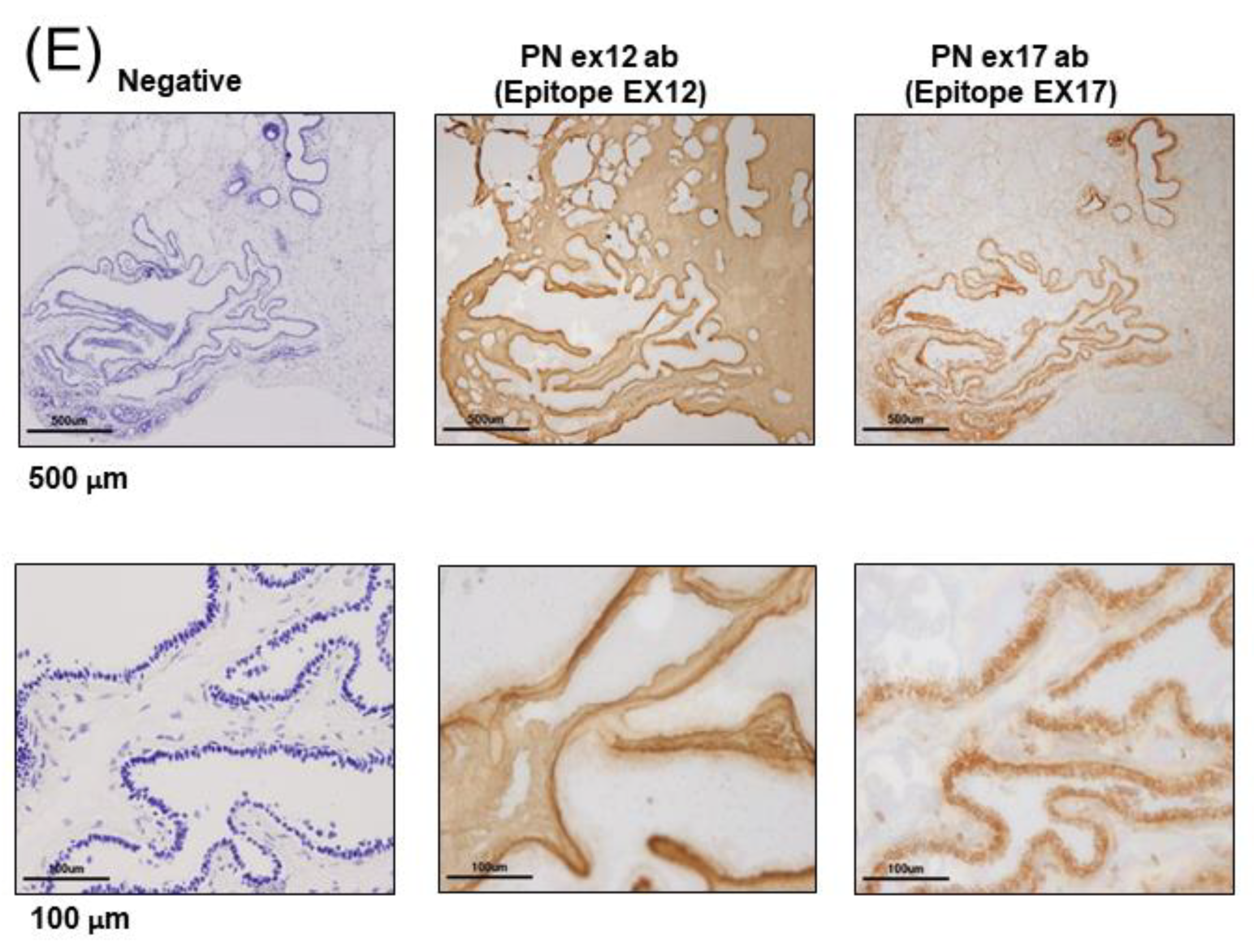 Cells 10 00892 g001c