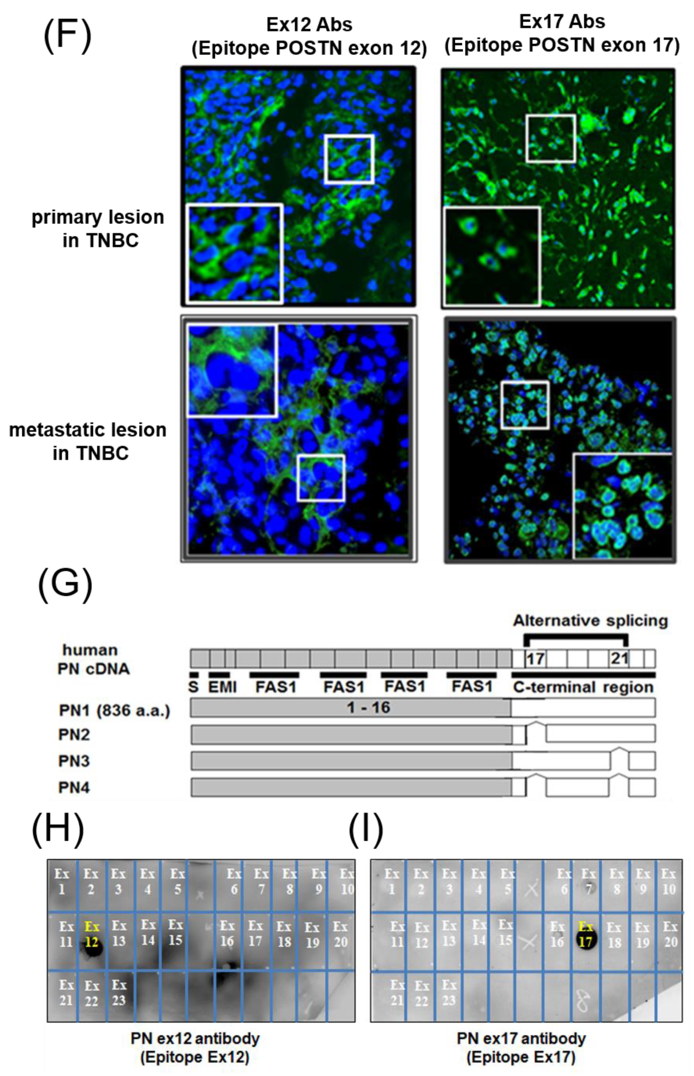 Cells 10 00892 g001d