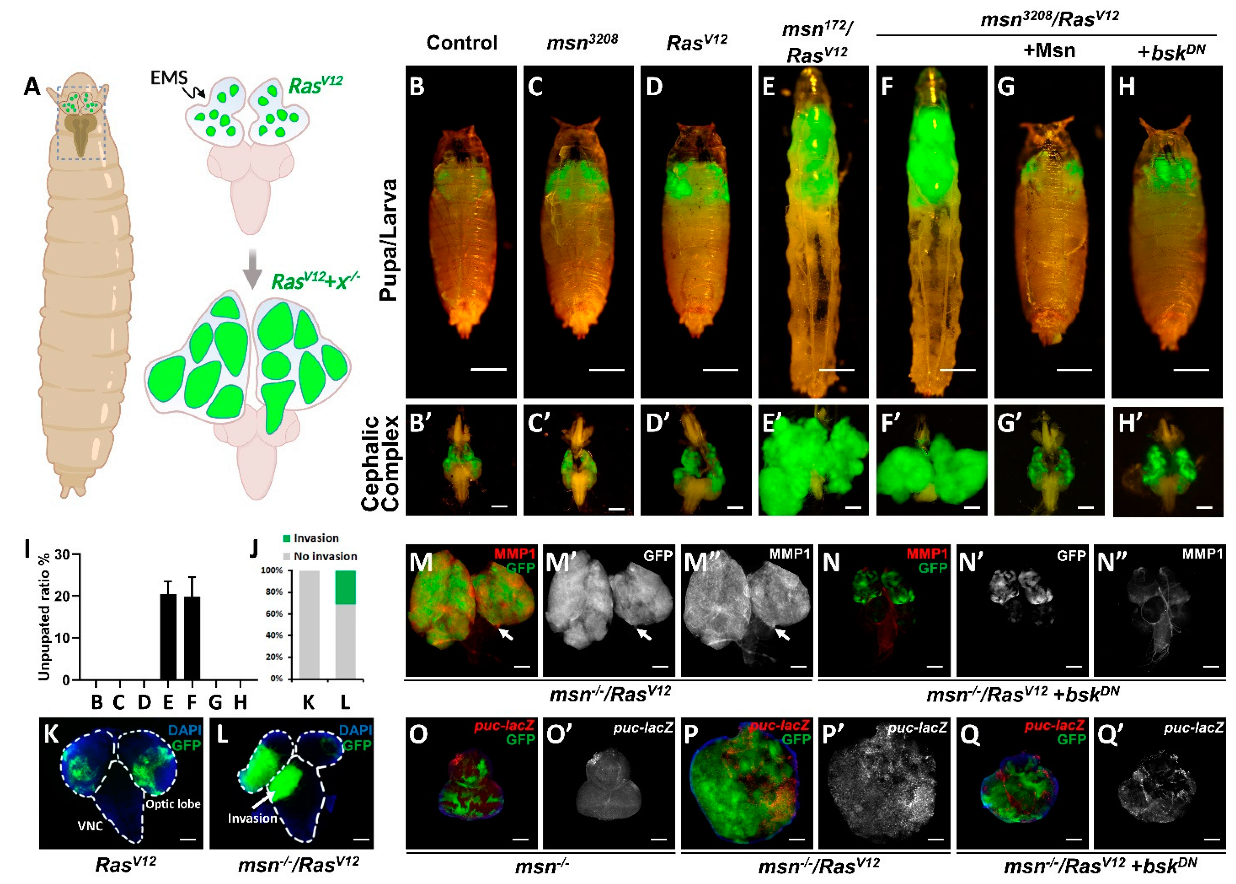 Cells 10 00894 g001 Cells 10 00894 g001