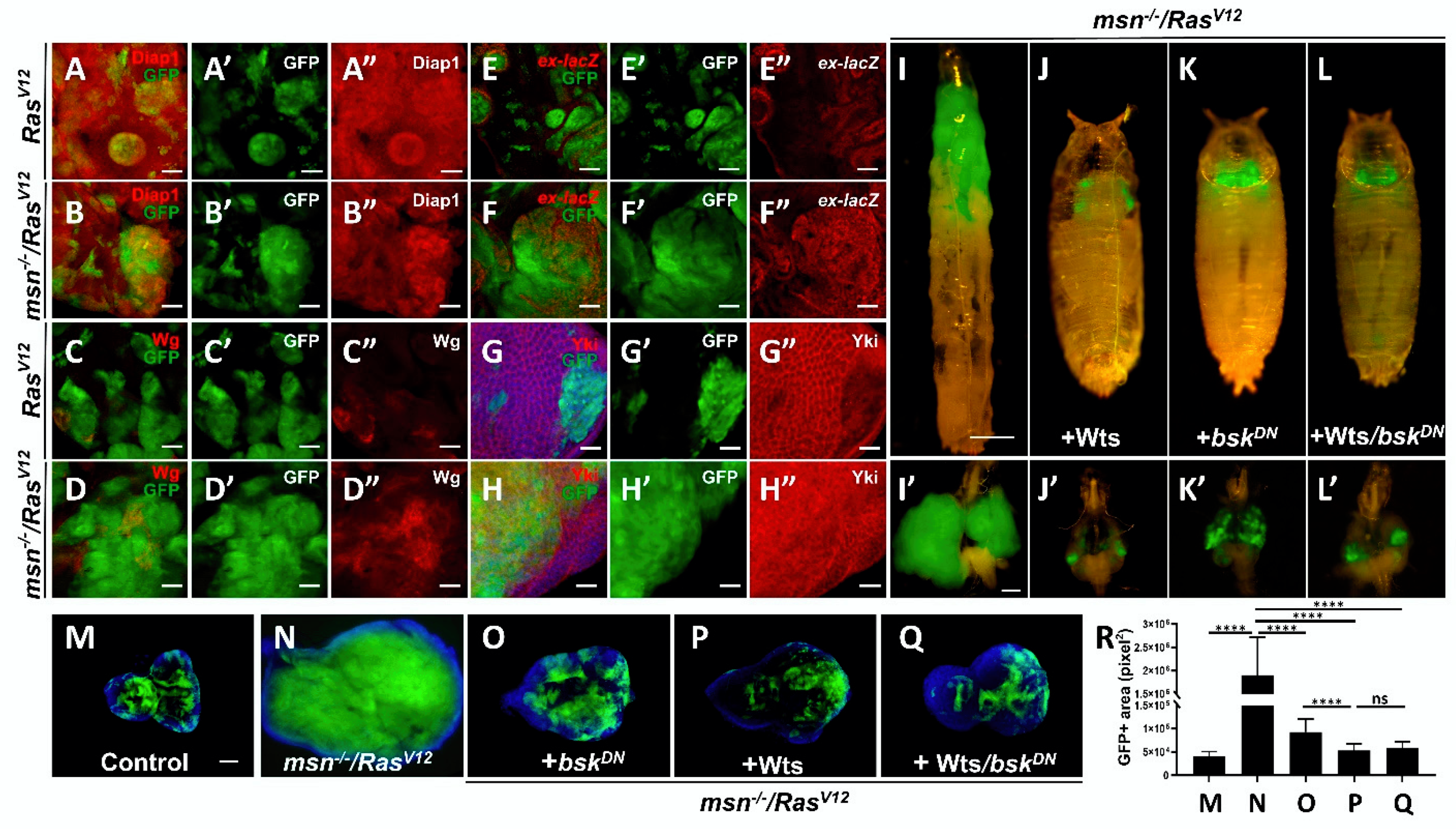 Cells 10 00894 g002 Cells 10 00894 g002