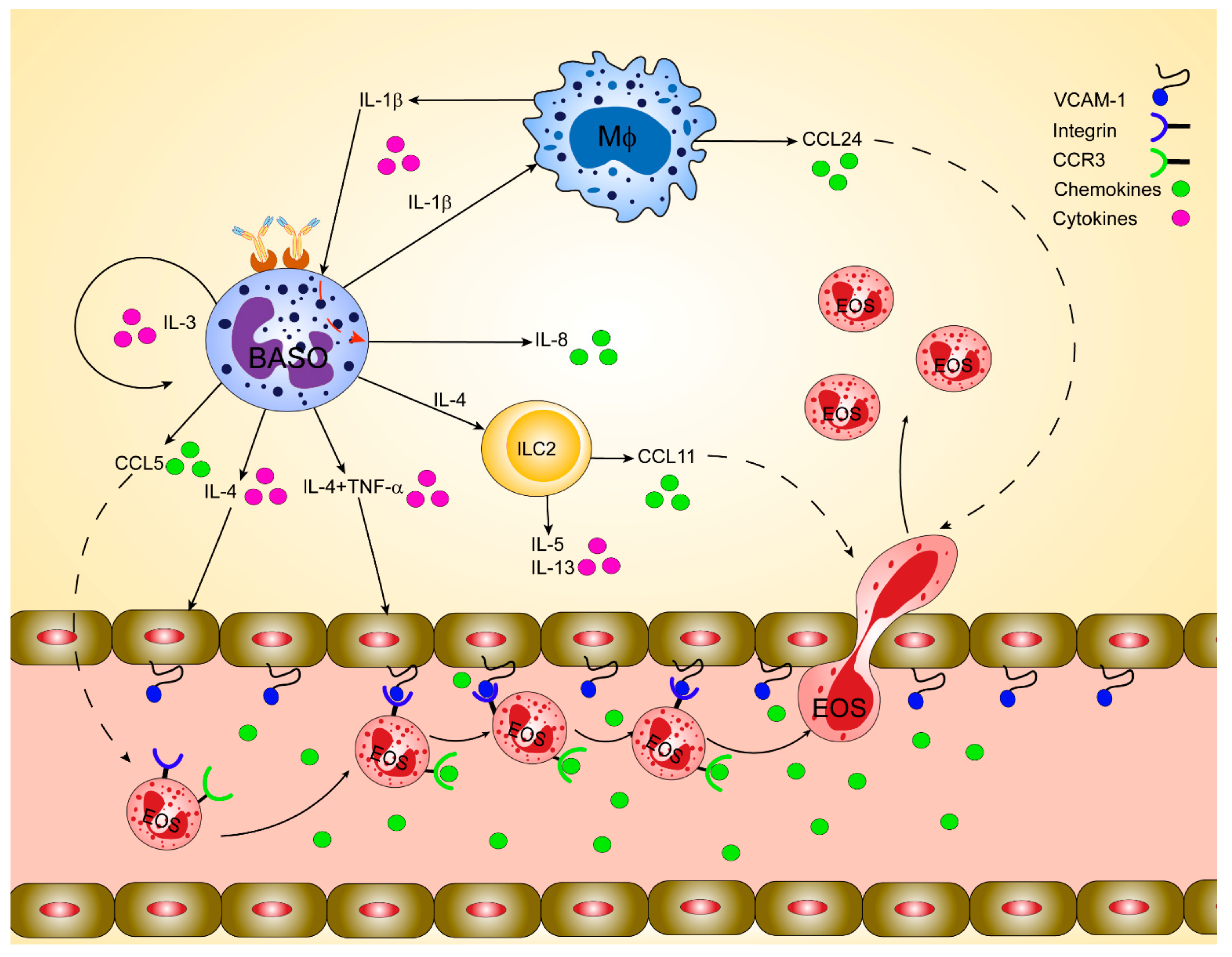 Chemokine Receptors in Allergy, Inflammation, and Infectious Disease