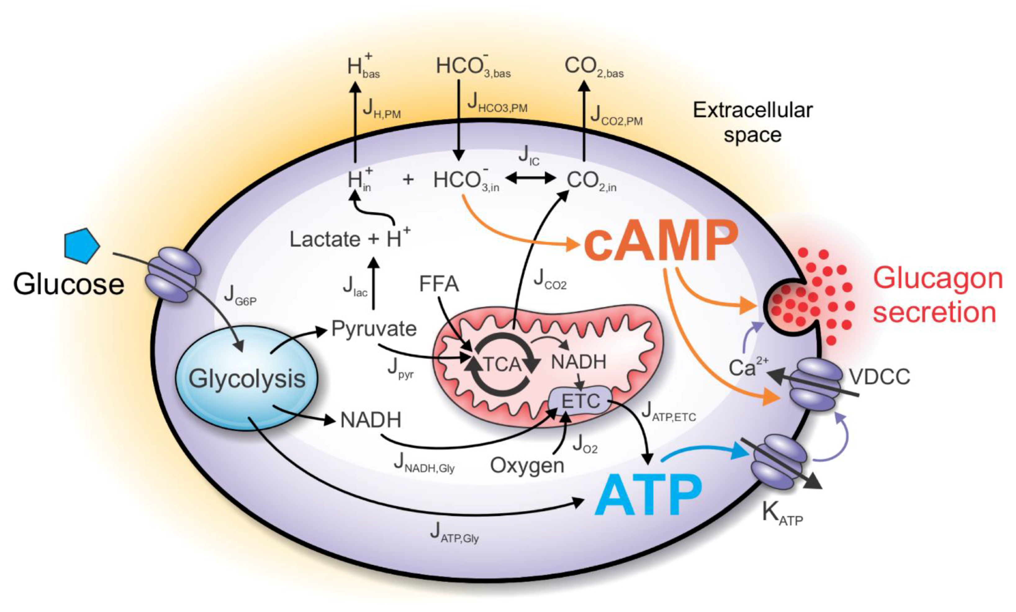 Cells 10 00896 g001 Cells 10 00896 g001