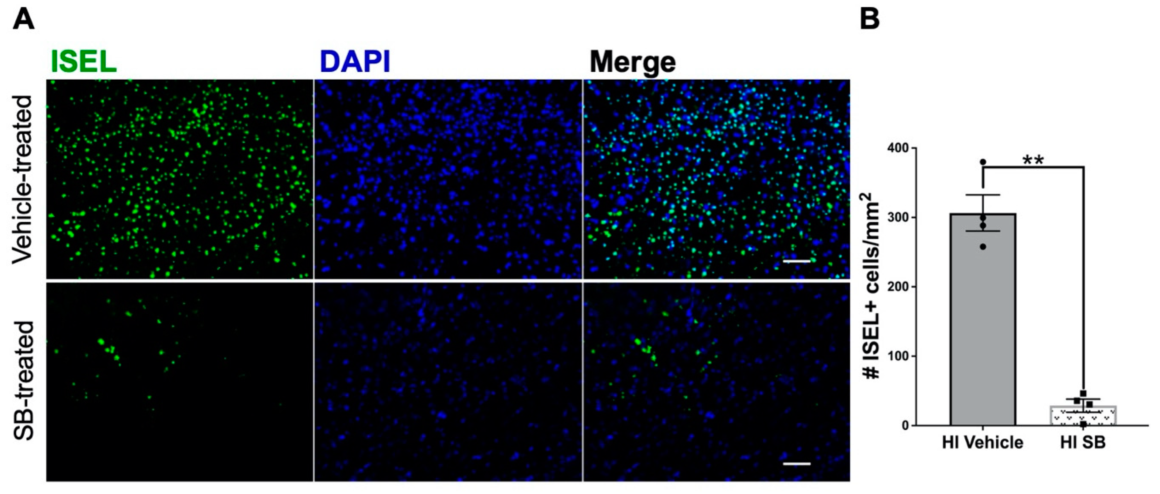 Cells 10 00898 g001 Cells 10 00898 g001