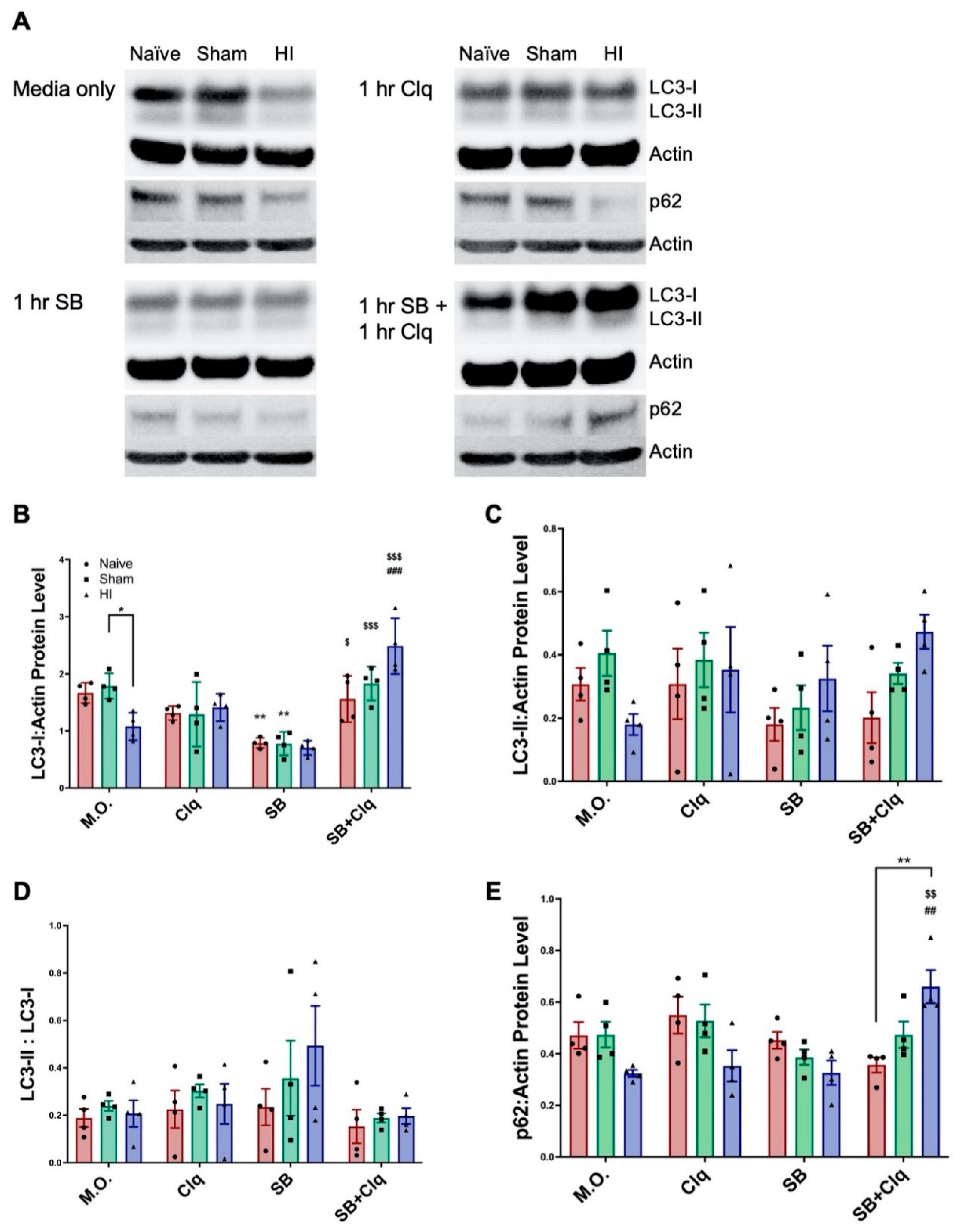Cells 10 00898 g002 Cells 10 00898 g002