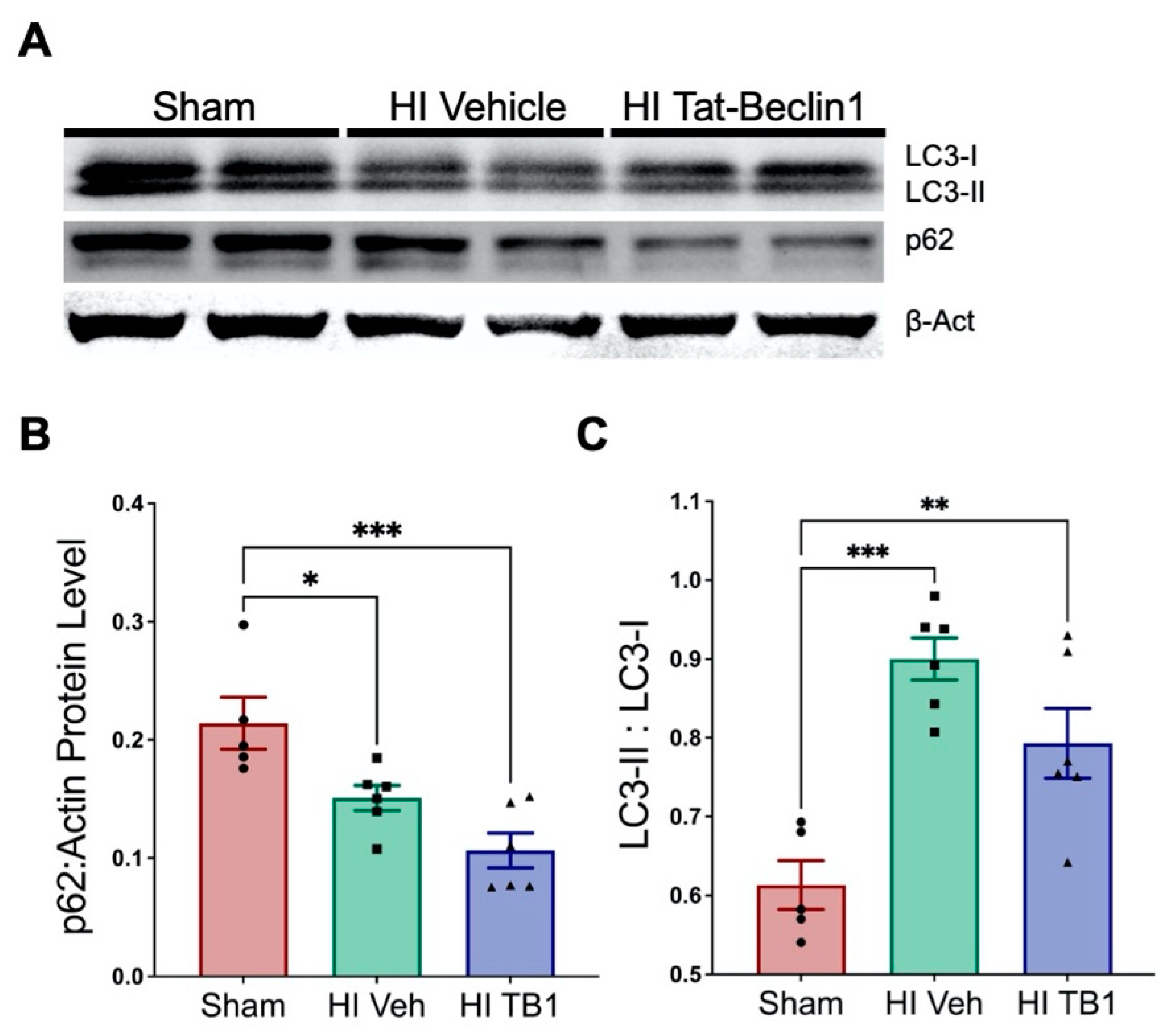 Cells 10 00898 g003 Cells 10 00898 g003