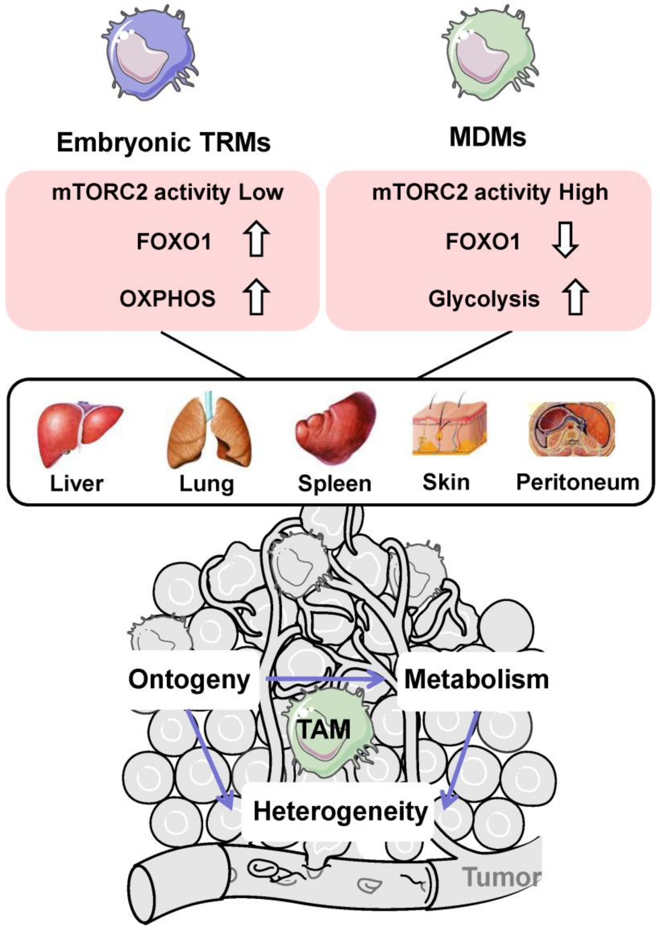 Cells 10 00903 g003 Cells 10 00903 g003