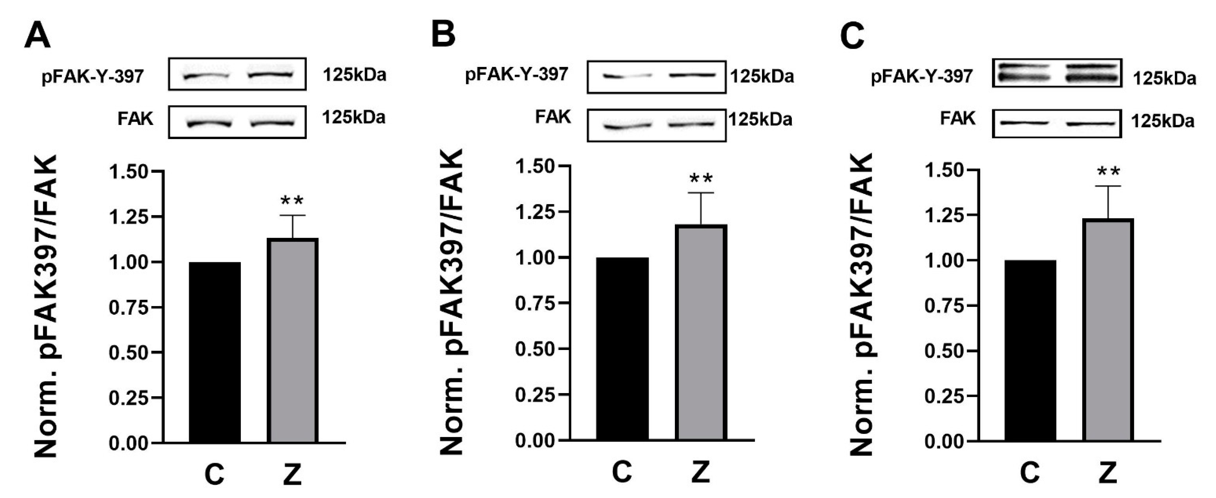 Cells 10 00908 g001 Cells 10 00908 g001