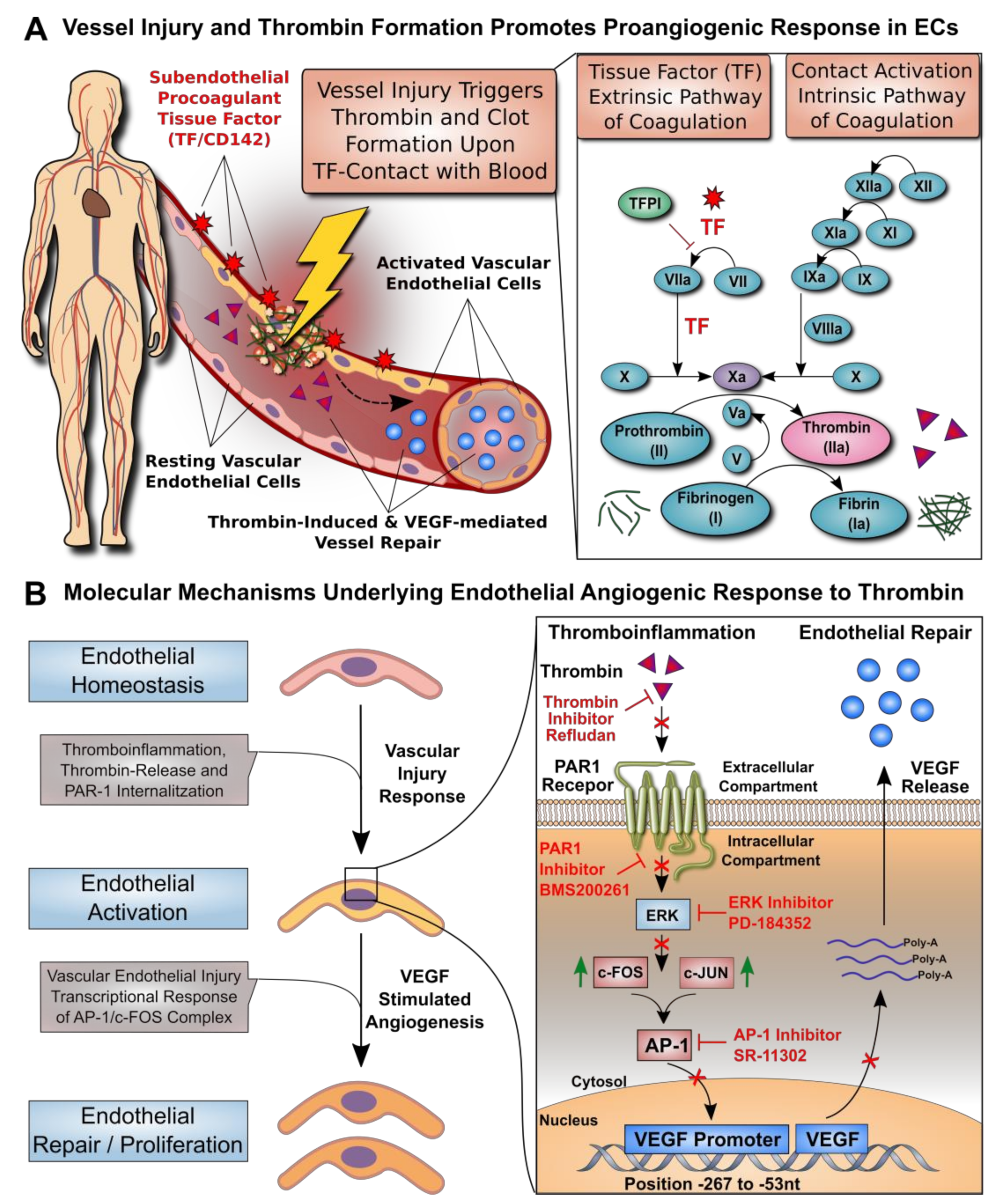 Cells 10 00910 g001 Cells 10 00910 g001