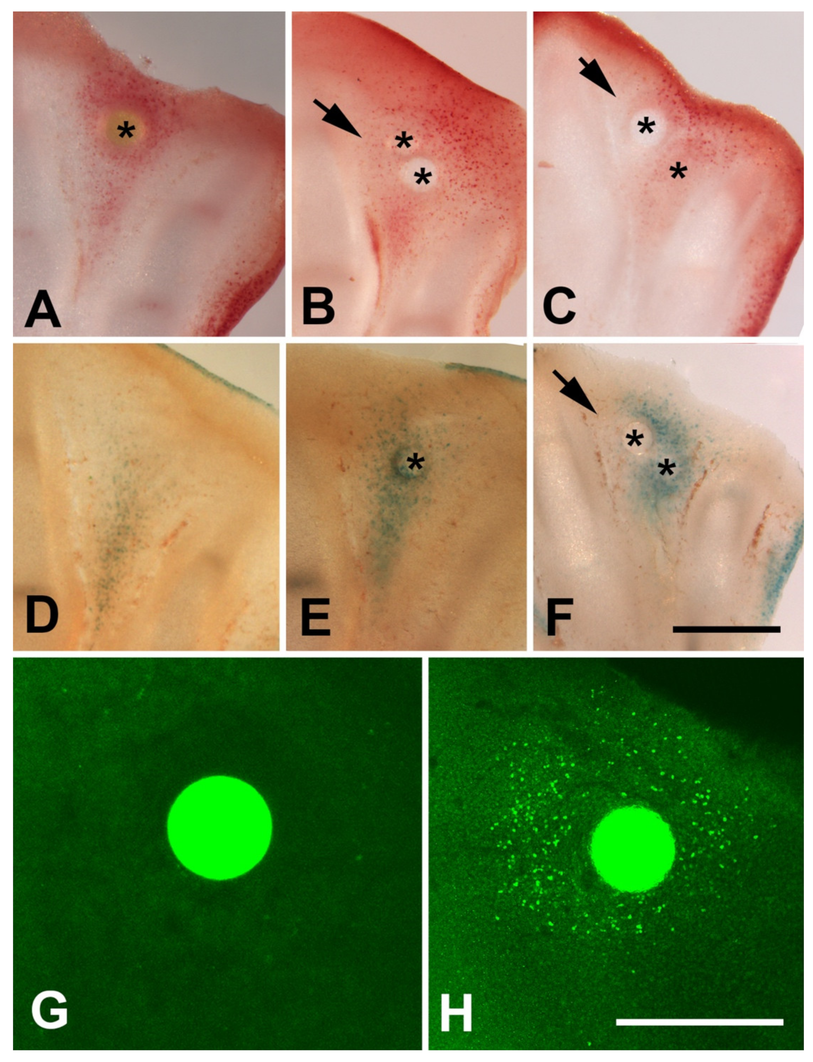Cells 10 00911 g005 Cells 10 00911 g005