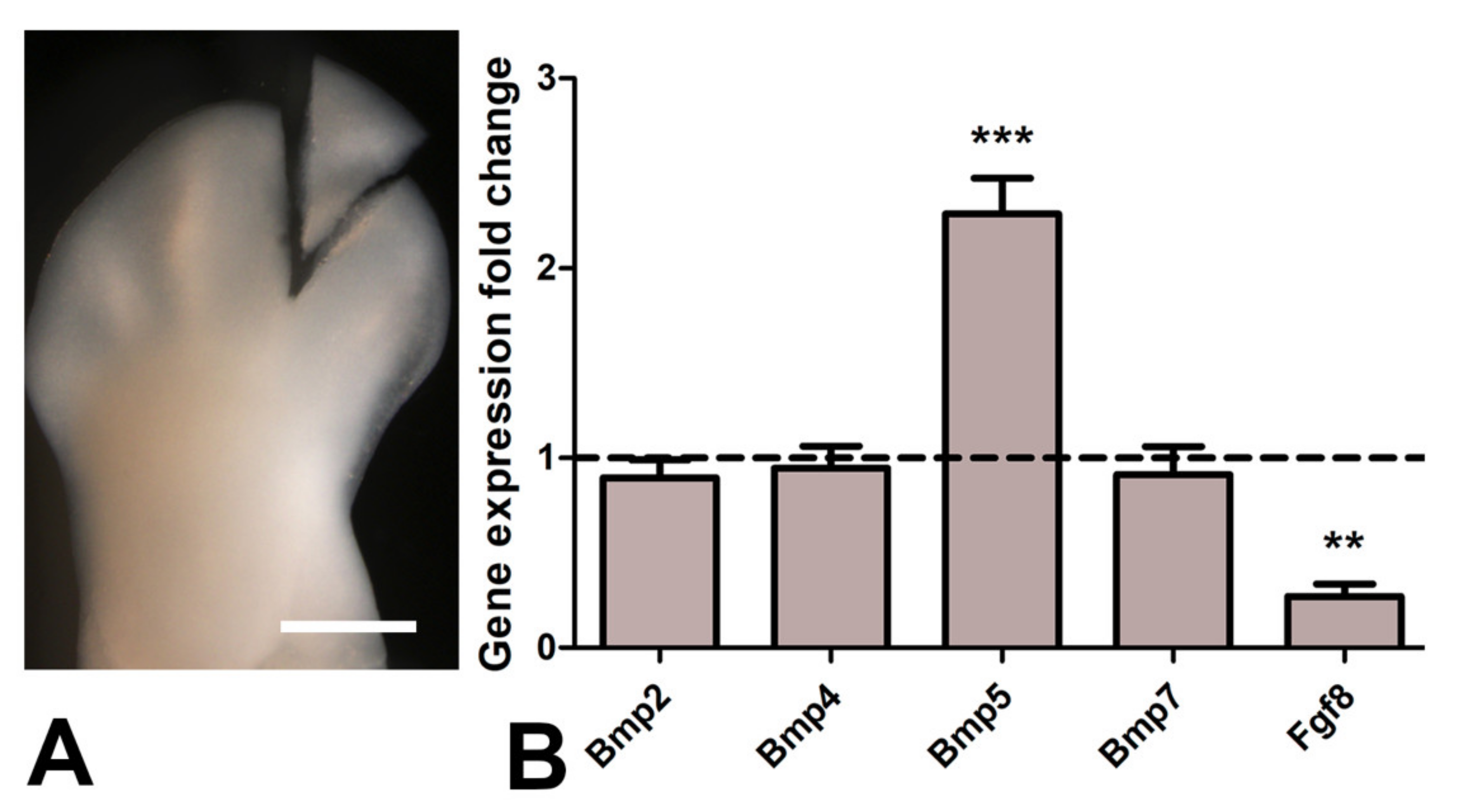 Cells 10 00911 g006 Cells 10 00911 g006