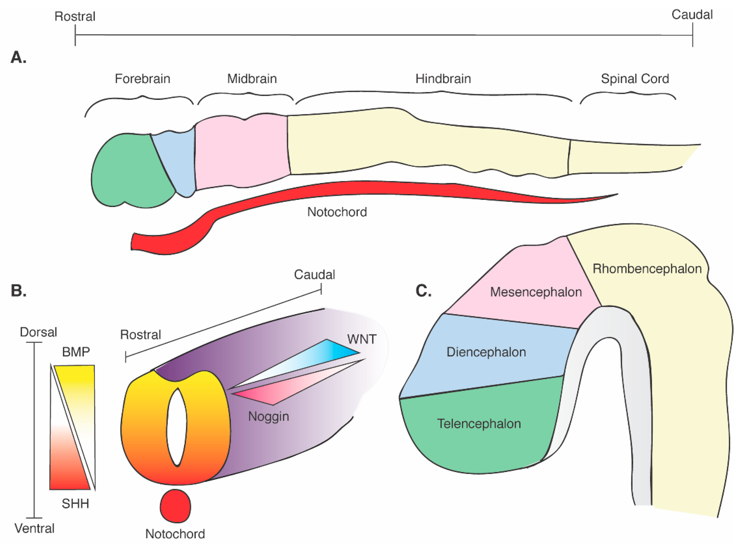 Cells Free FullText Role of SHH in Patterning Human Pluripotent