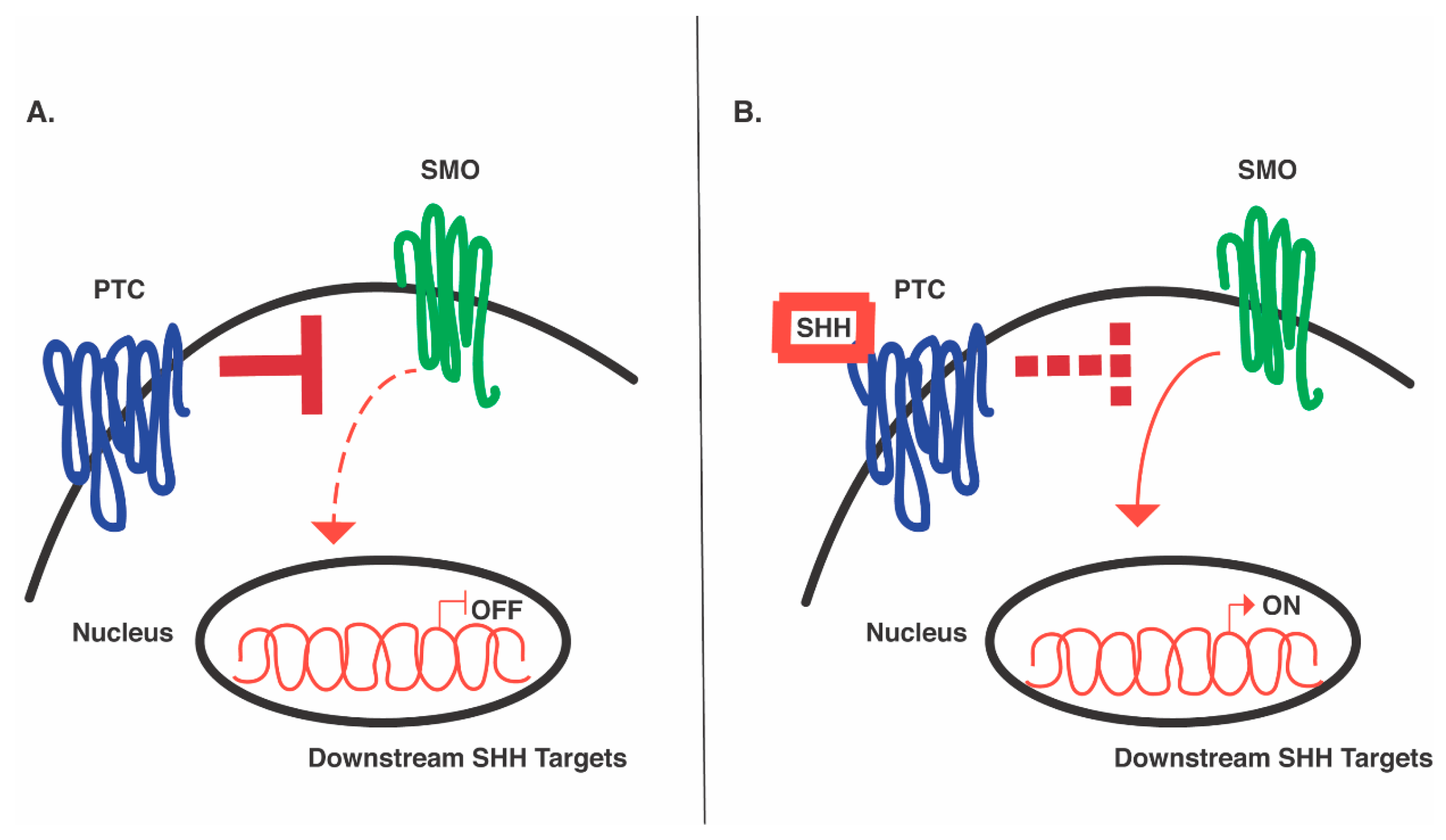 Cells 10 00914 g002 Cells 10 00914 g002