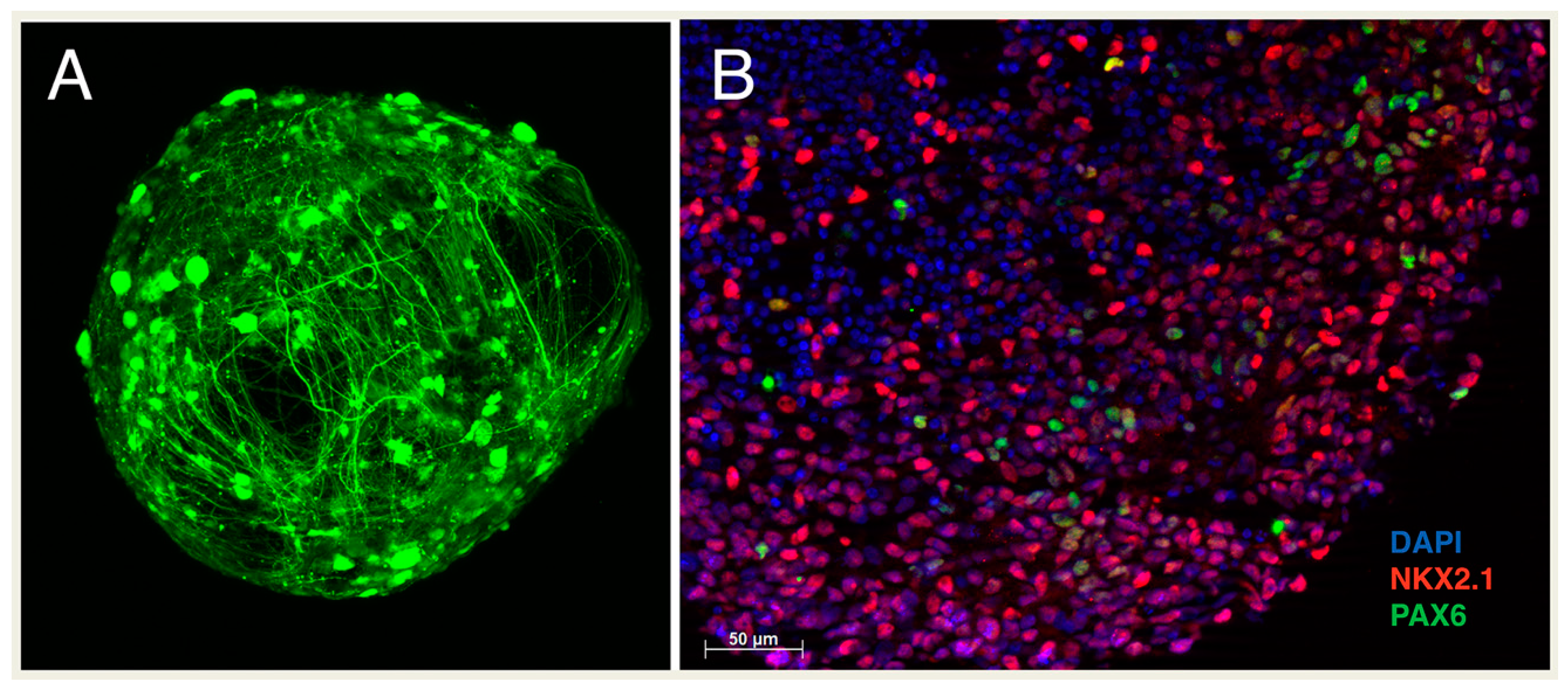 Cells 10 00914 g003 Cells 10 00914 g003