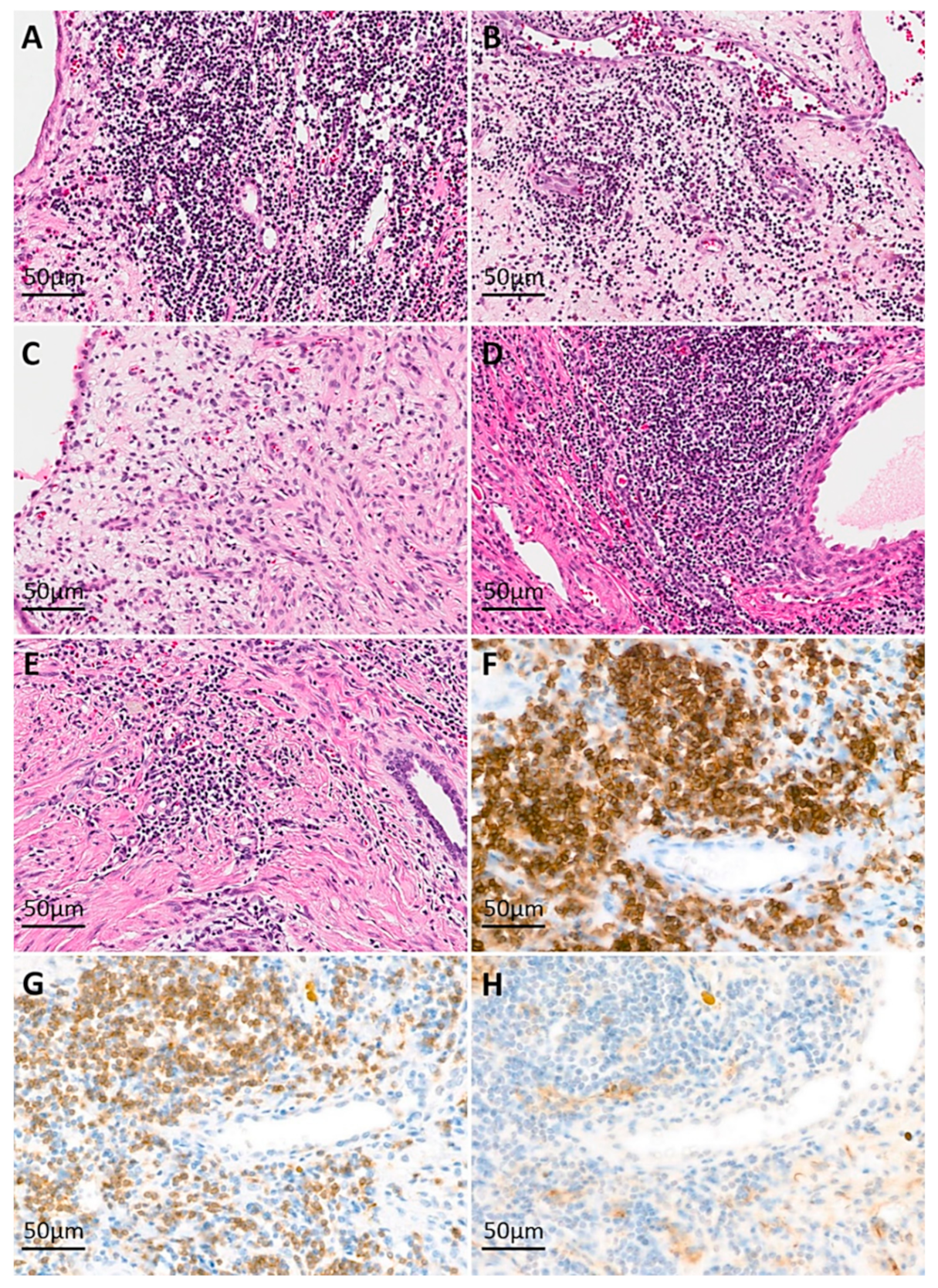 Cells 10 00917 g002 Cells 10 00917 g002