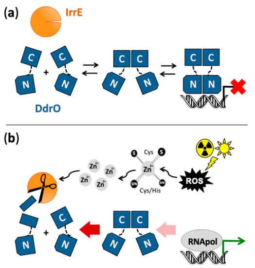 The RecA proteins of Deinococcus radiodurans and Escherichia coli