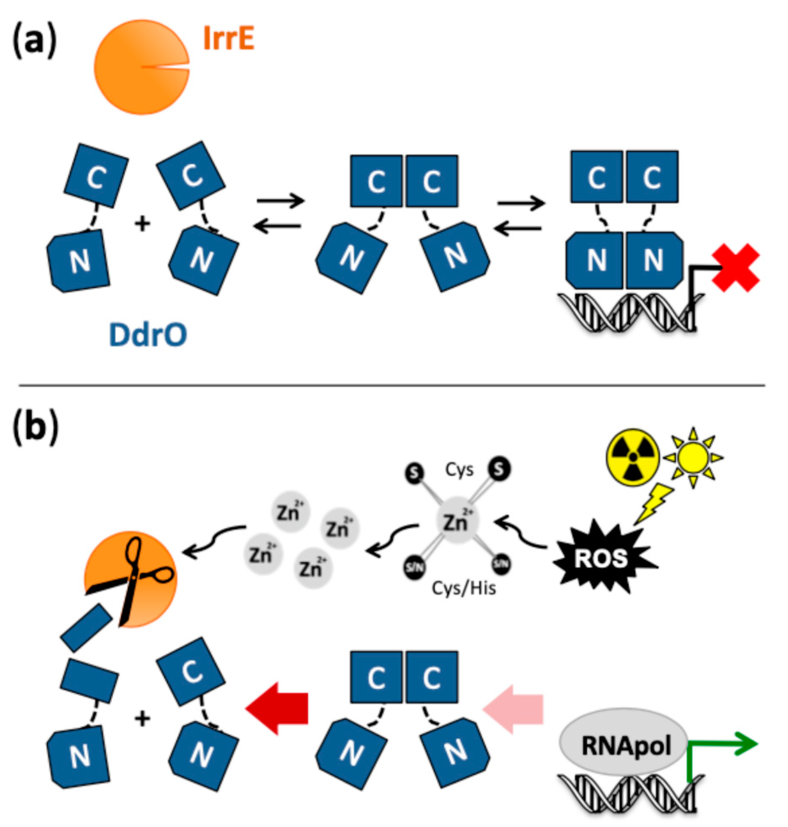 Deinococcus radiodurans: Radiation resistance – The Microbial