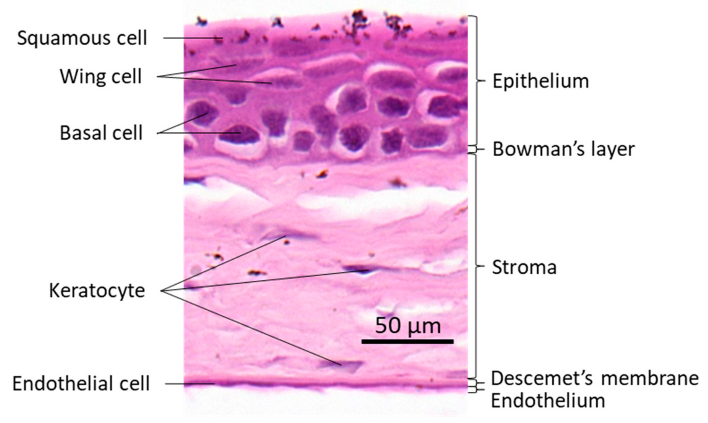 Cells 10 00925 g001 Cells 10 00925 g001