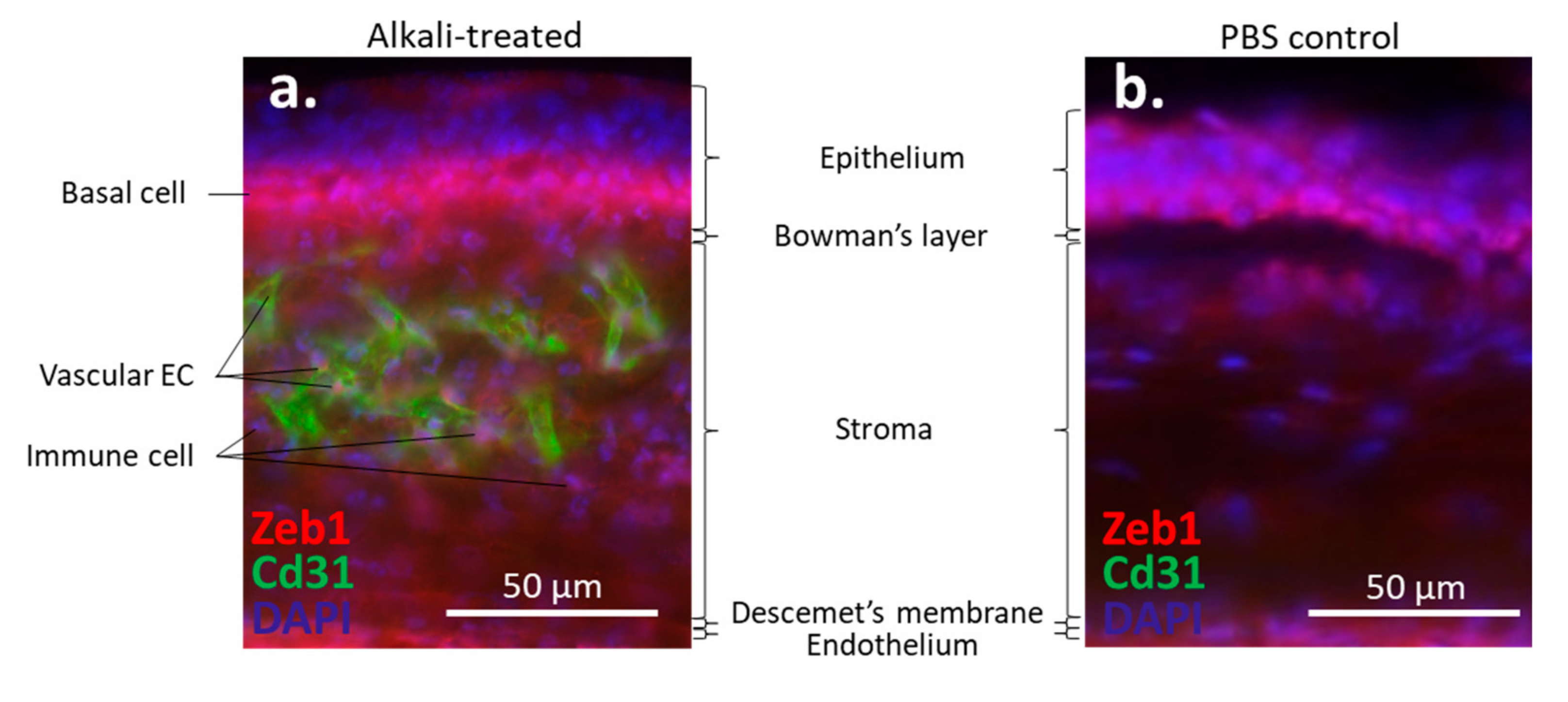 Cells 10 00925 g002 Cells 10 00925 g002