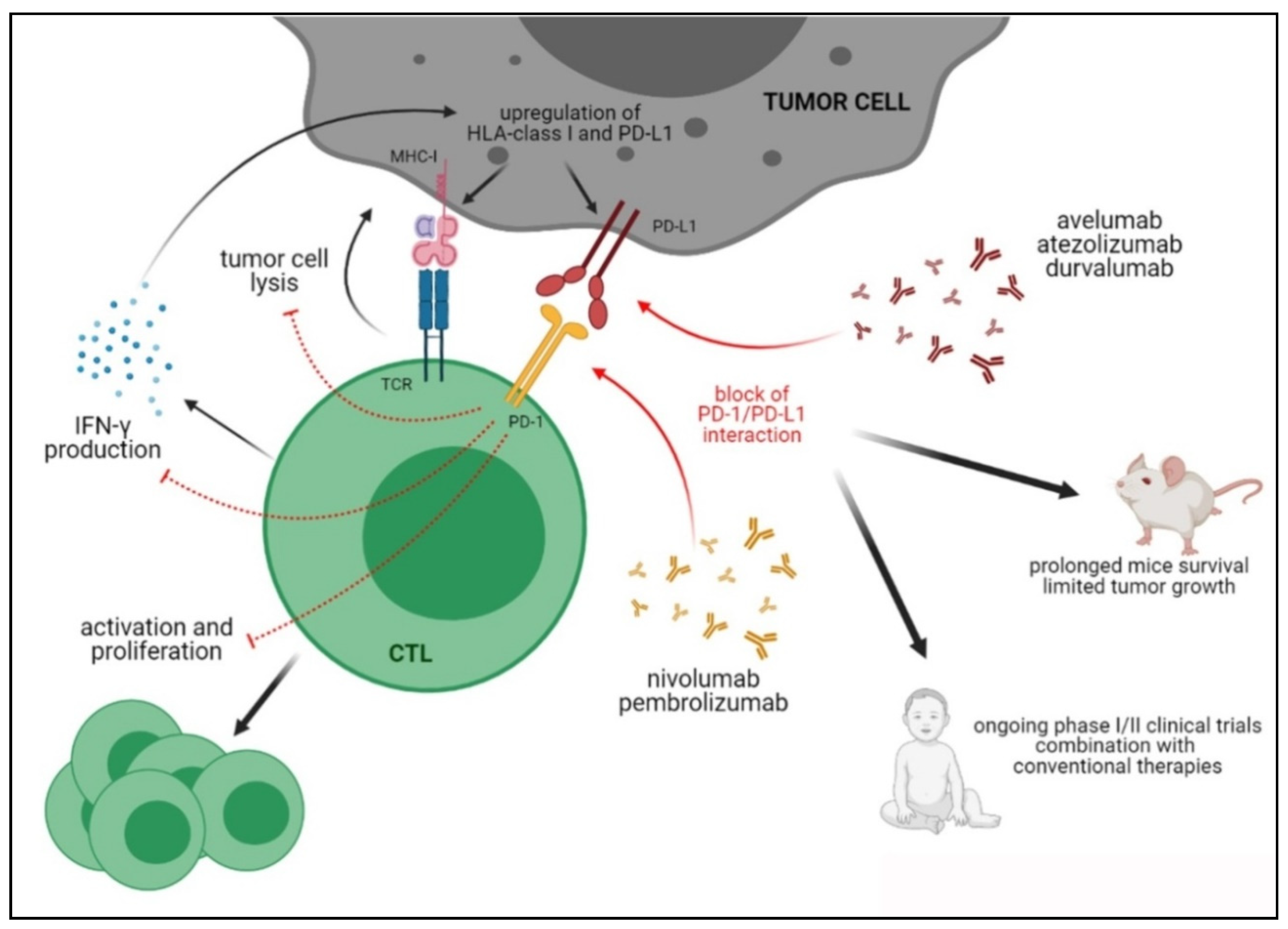 Cells 10 00927 g001 Cells 10 00927 g001