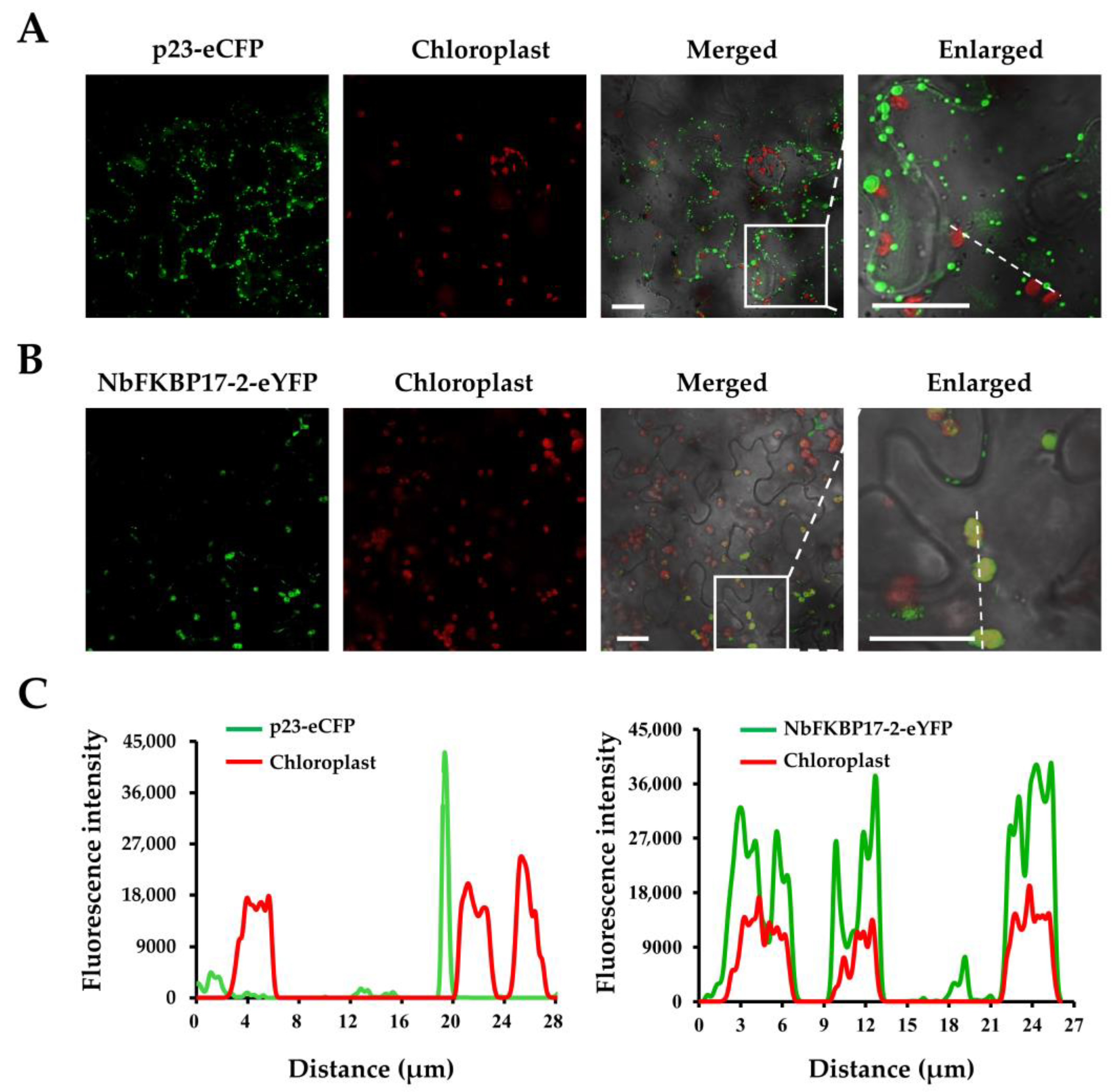 Cells 10 00934 g002 Cells 10 00934 g002
