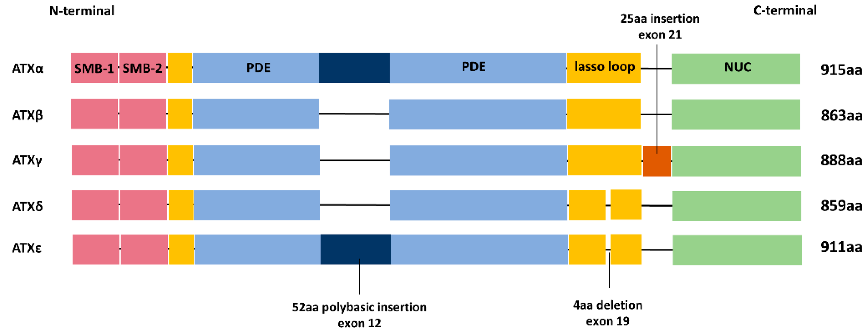 Cells 10 00939 g002 Cells 10 00939 g002