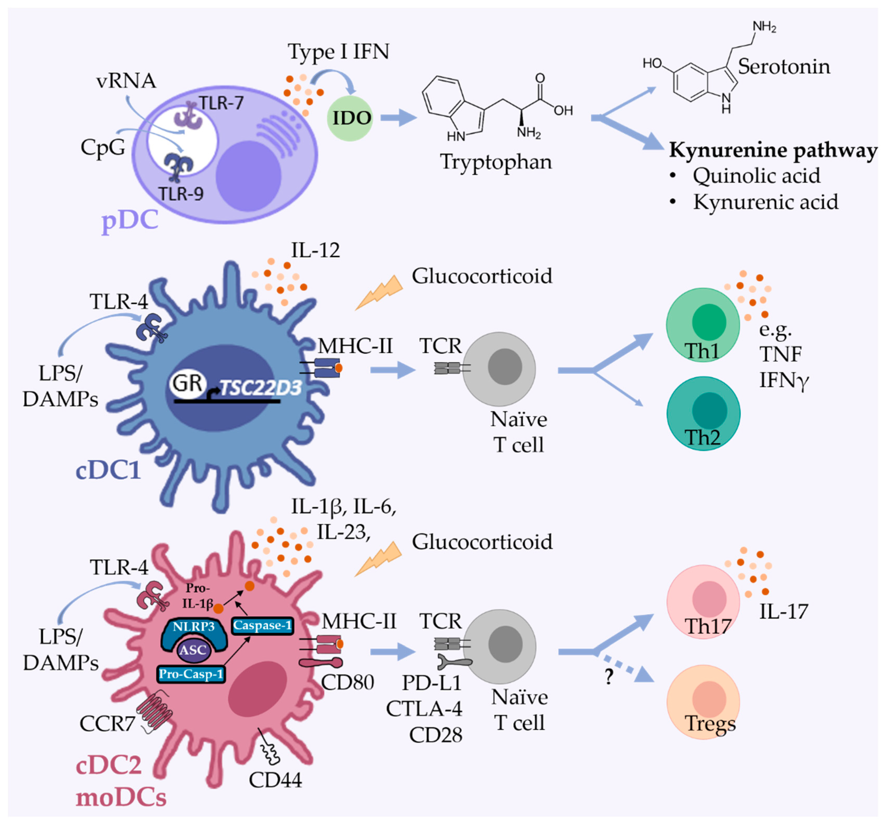 Cells Free Full Text Dendritic Cells Neglected Modulators Of Peripheral Immune Responses And Neuroinflammation In Mood Disorders Html