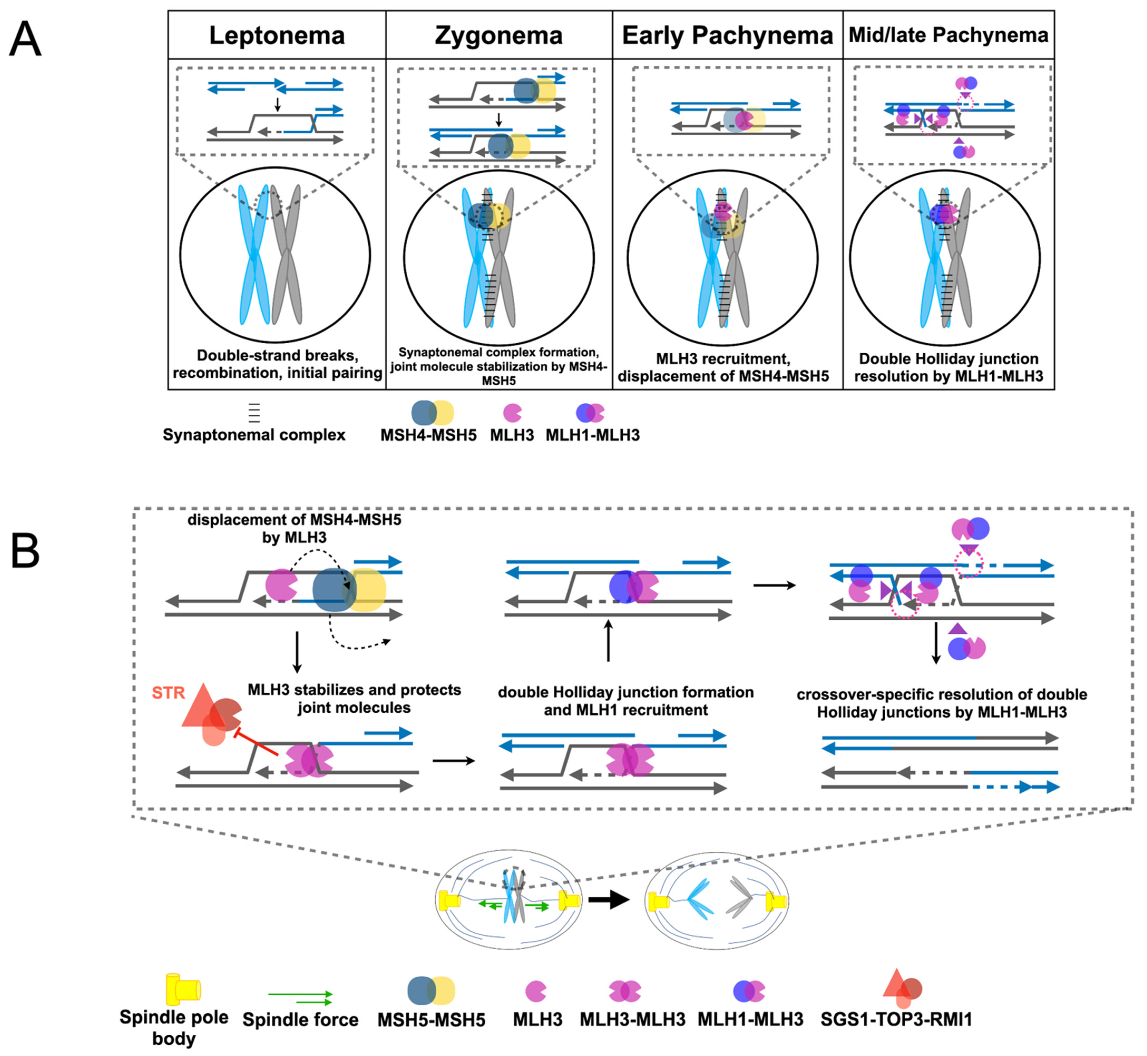 Cells 10 00948 g005 Cells 10 00948 g005
