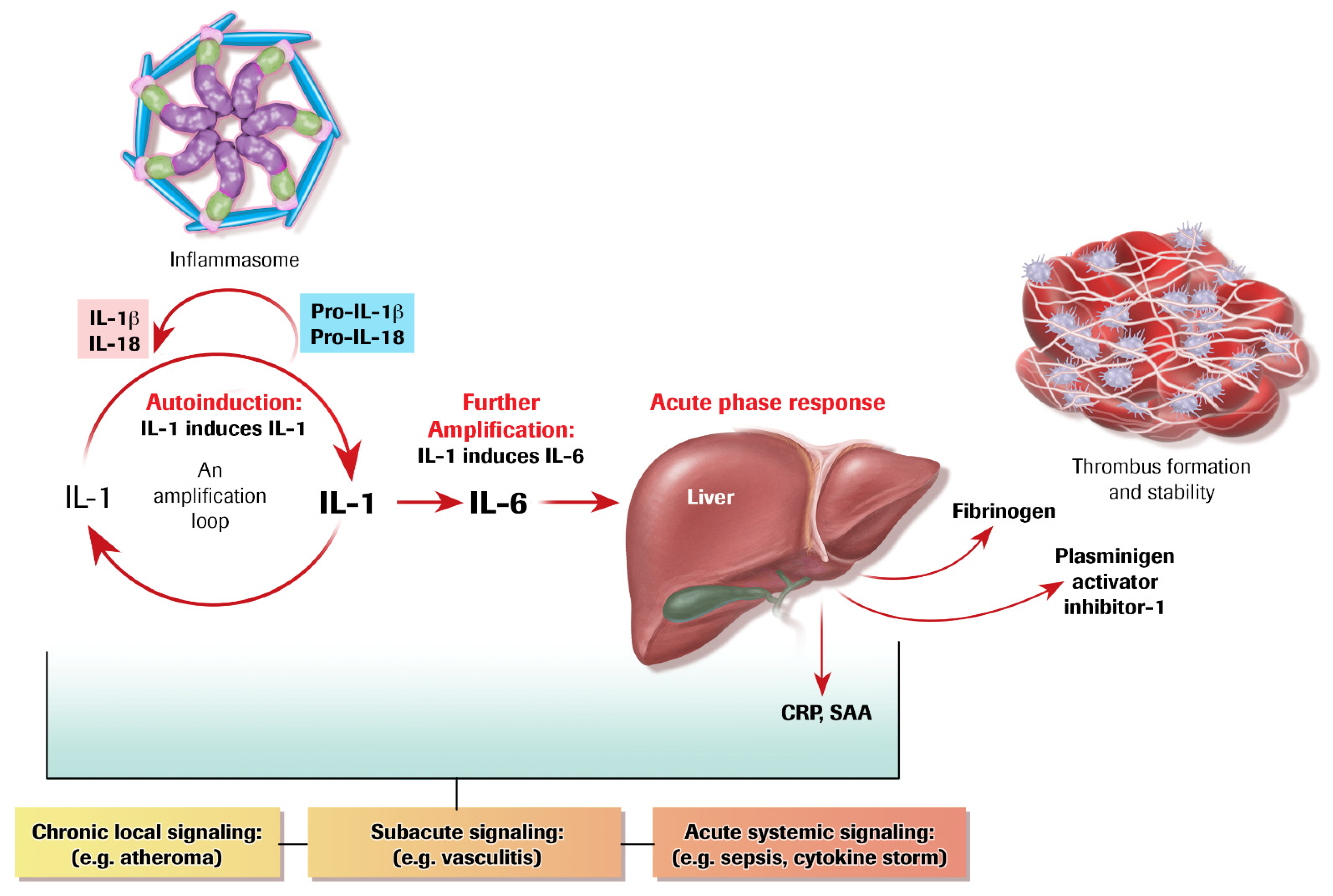 Cells 10 00951 g003 Cells 10 00951 g003