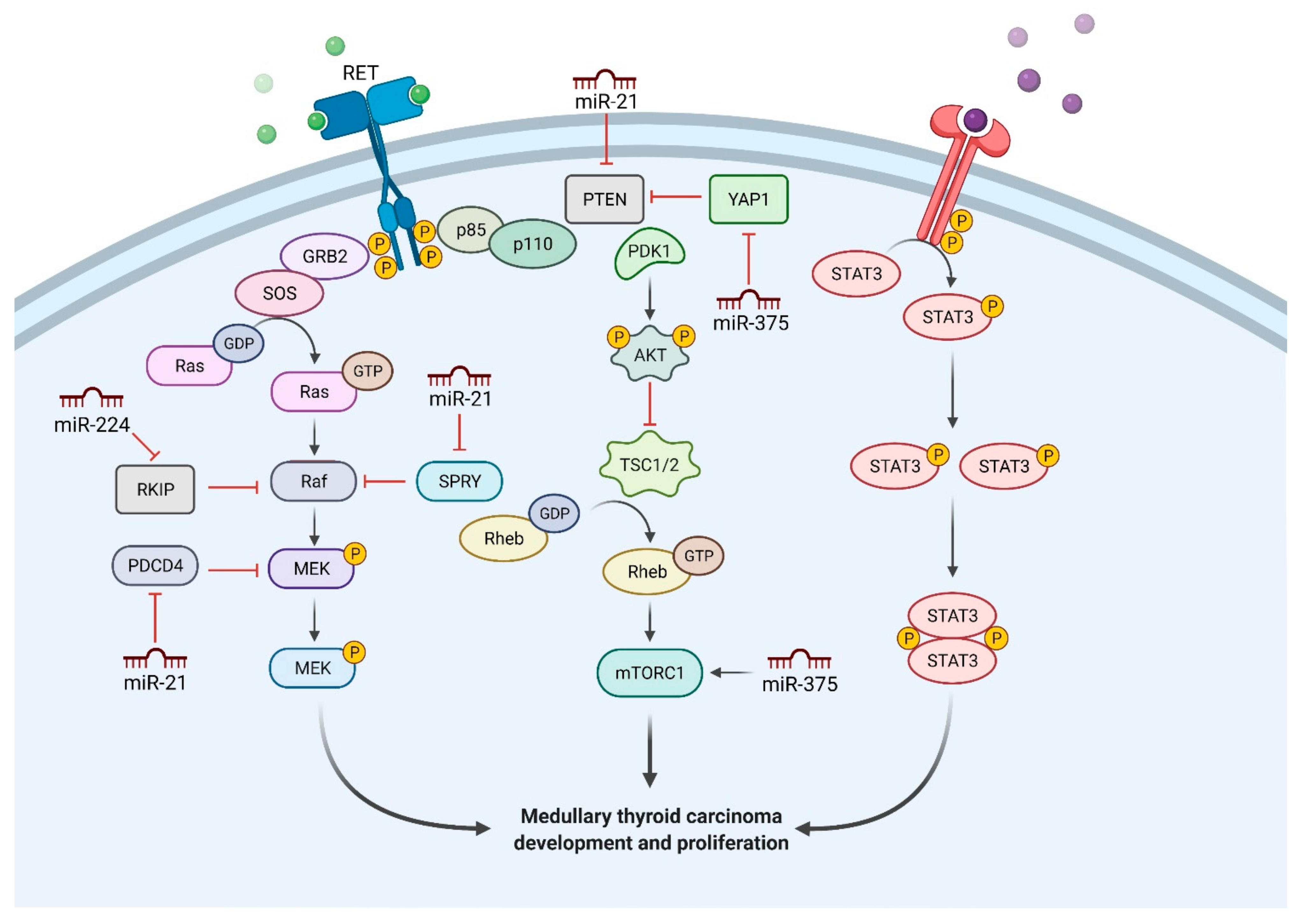 Cells 10 00955 g001 Cells 10 00955 g001