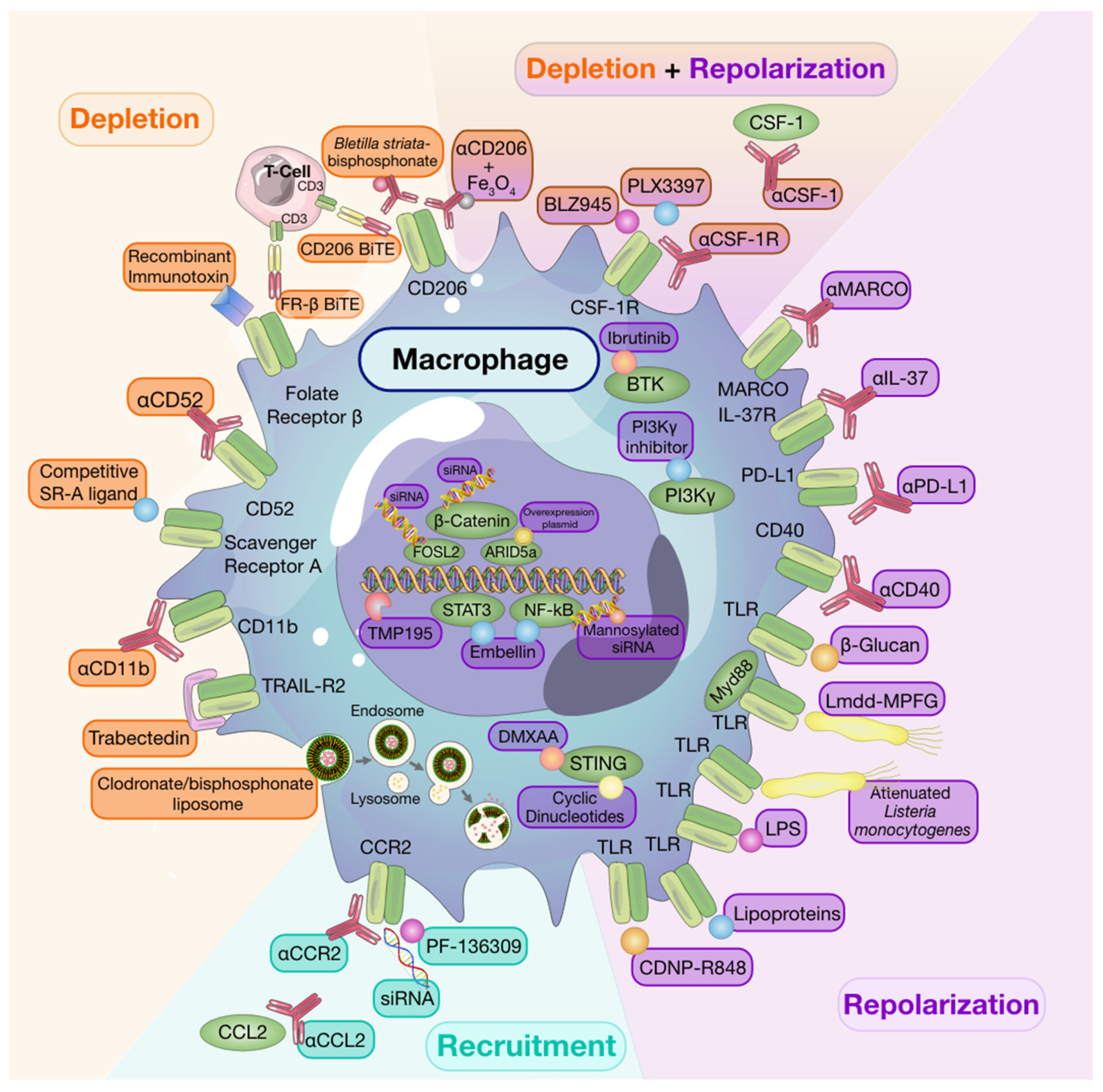 Cells Free Full Text Tissue Resident And Recruited Macrophages In Primary Tumor And Metastatic Microenvironments Potential Targets In Cancer Therapy