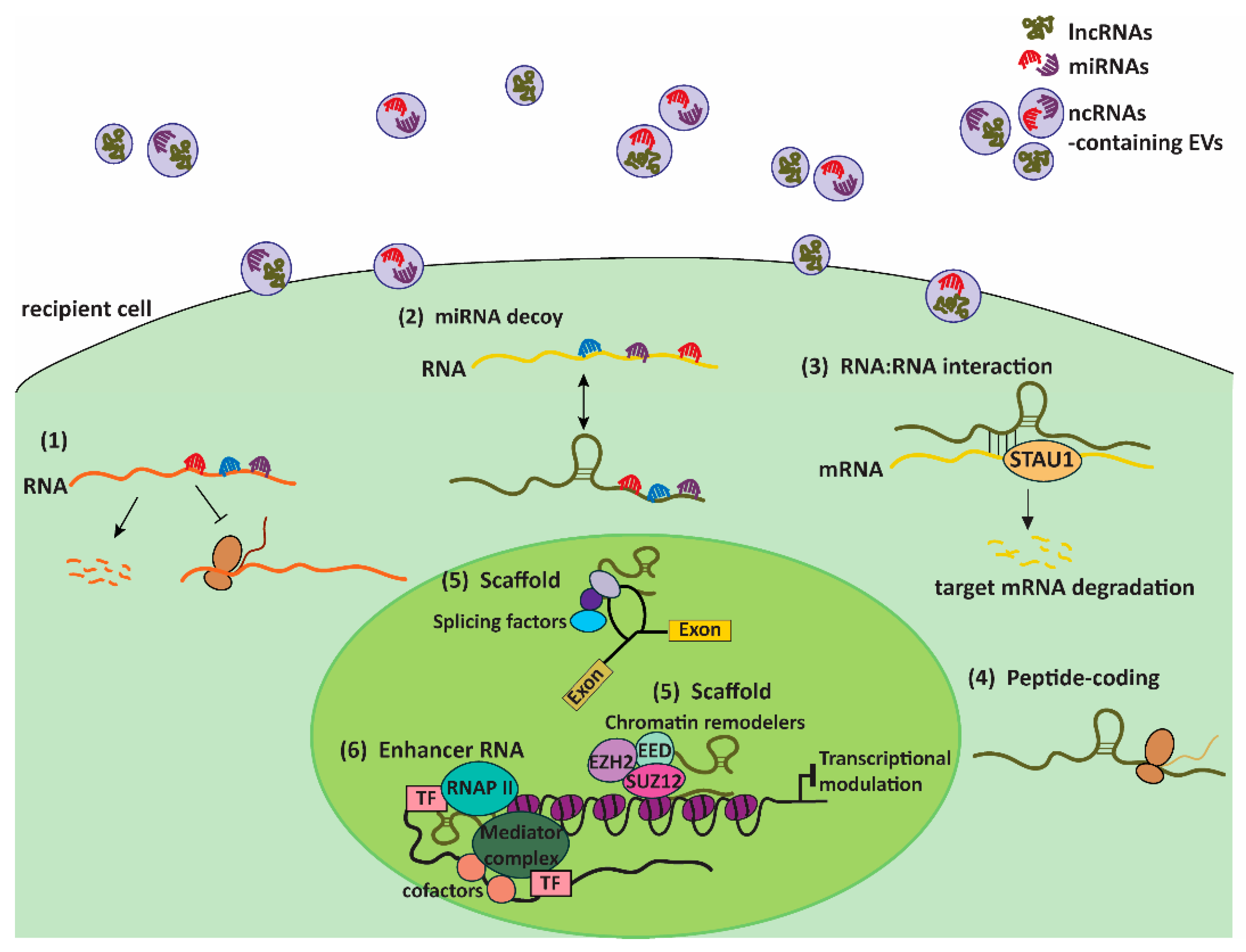 Cells 10 00965 g003 Cells 10 00965 g003